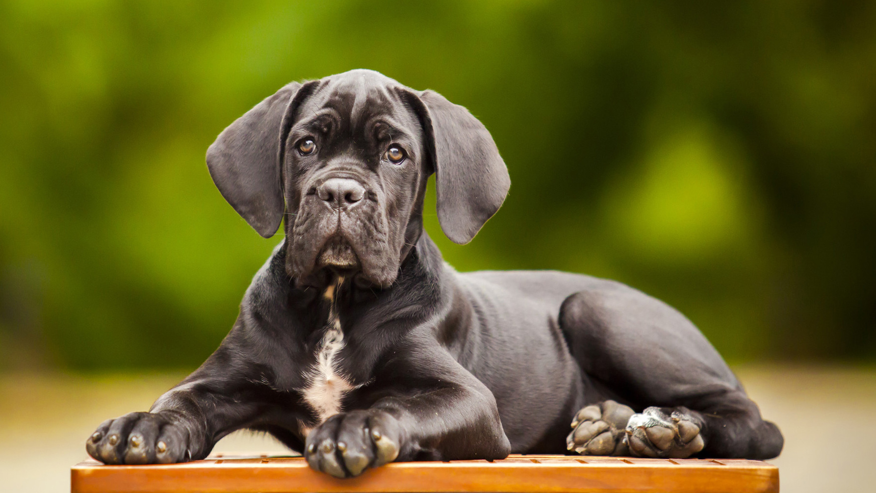 Cane Corso Wallpapers