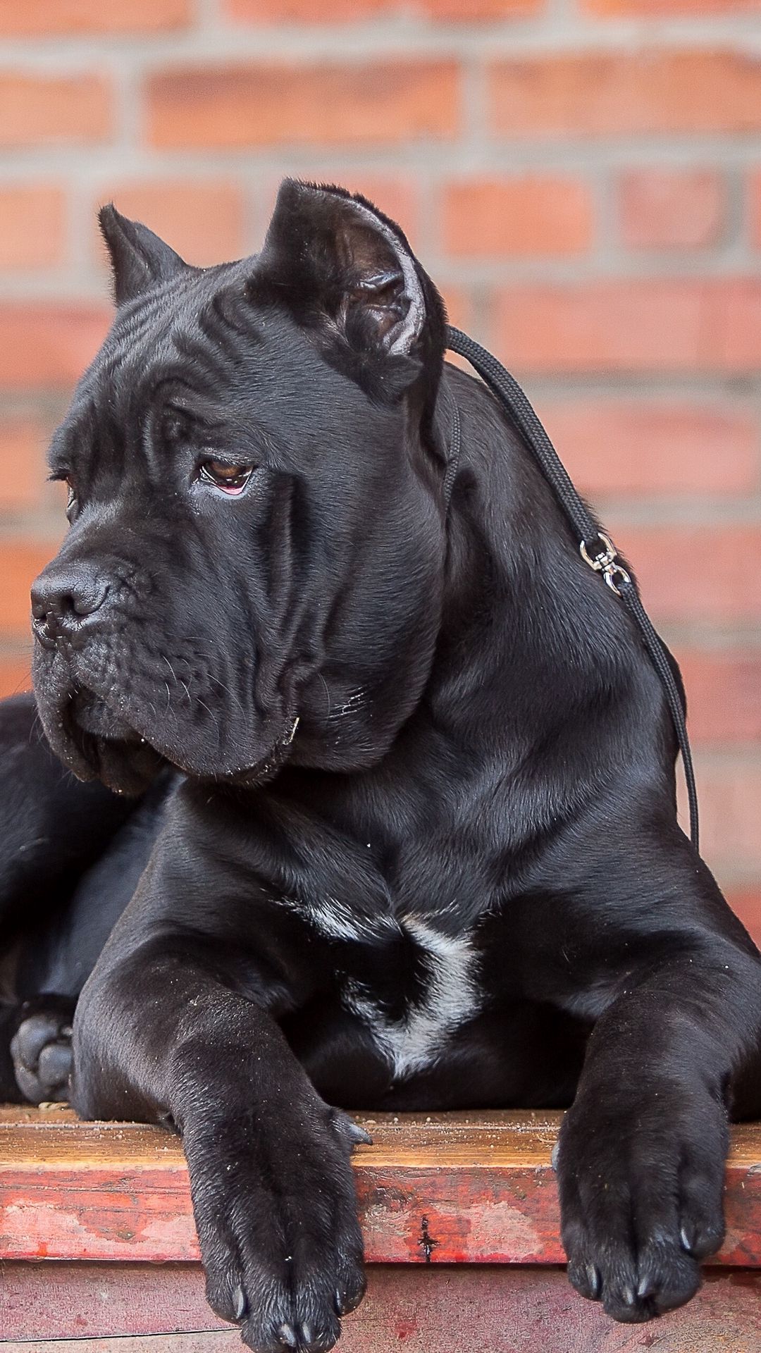 Cane Corso Wallpapers