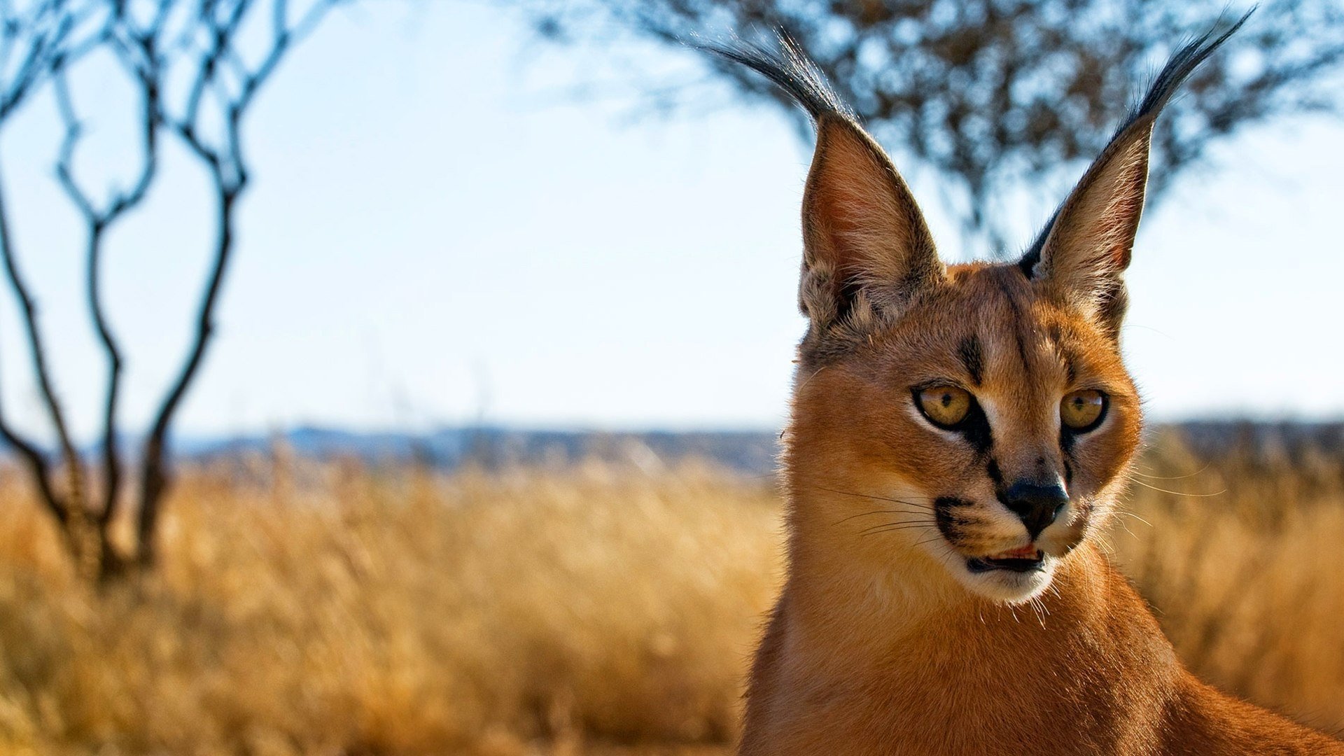 Caracal Wallpapers