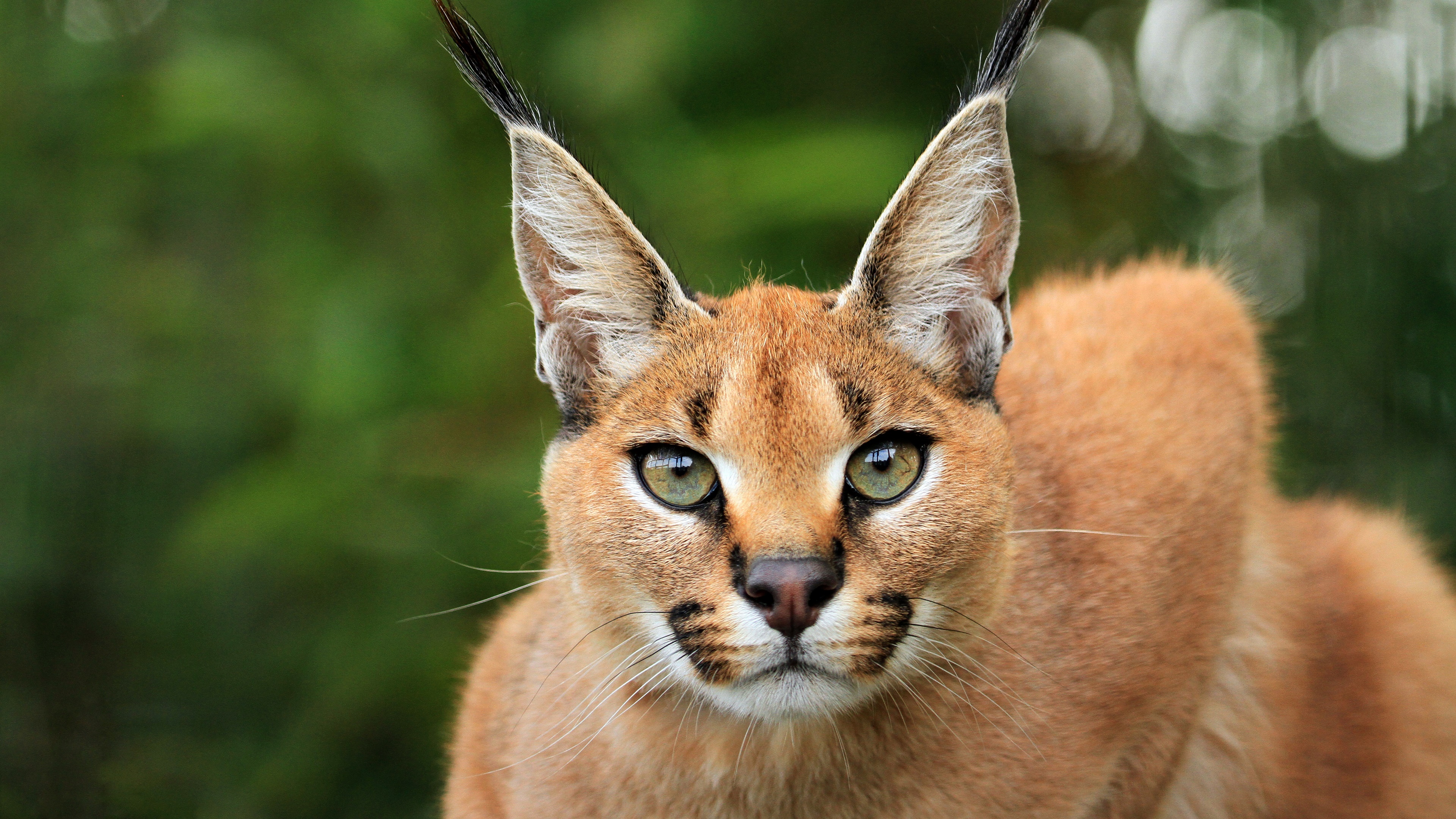 Caracal Wallpapers