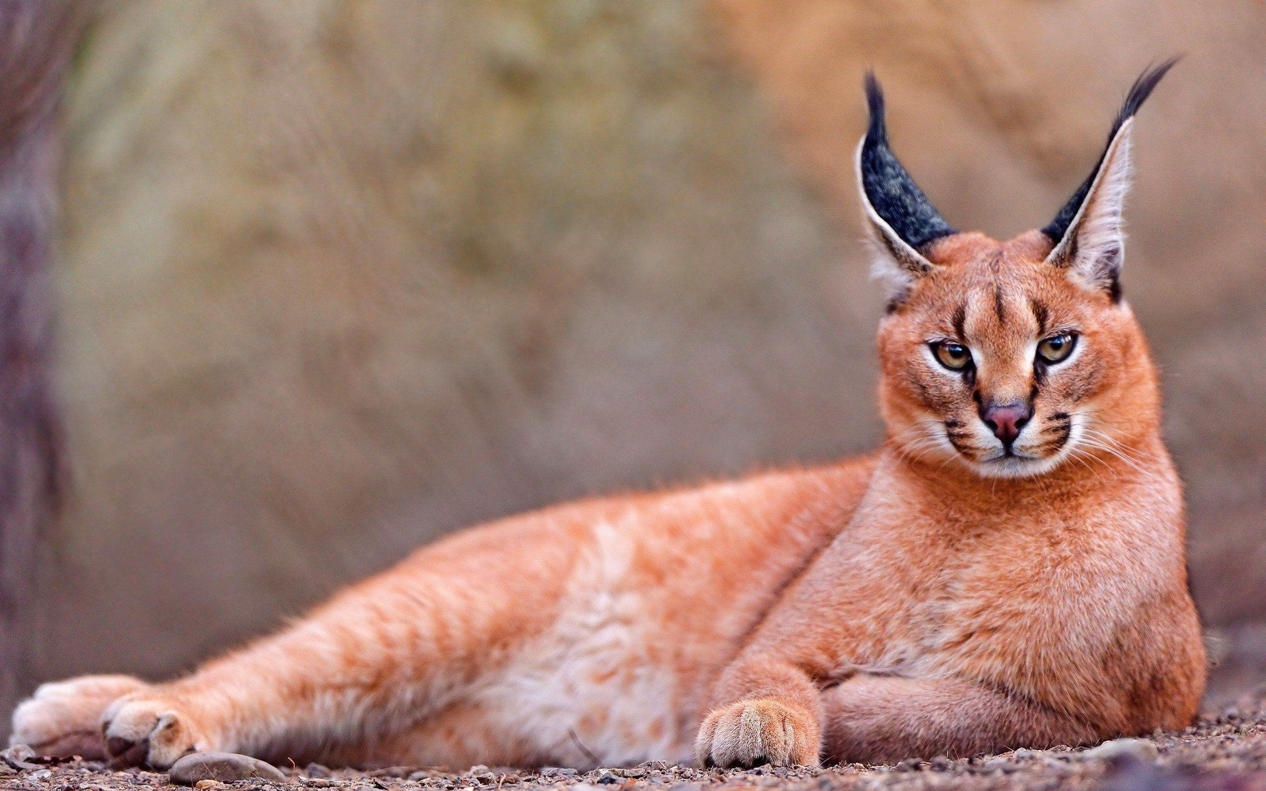 Caracal Wallpapers