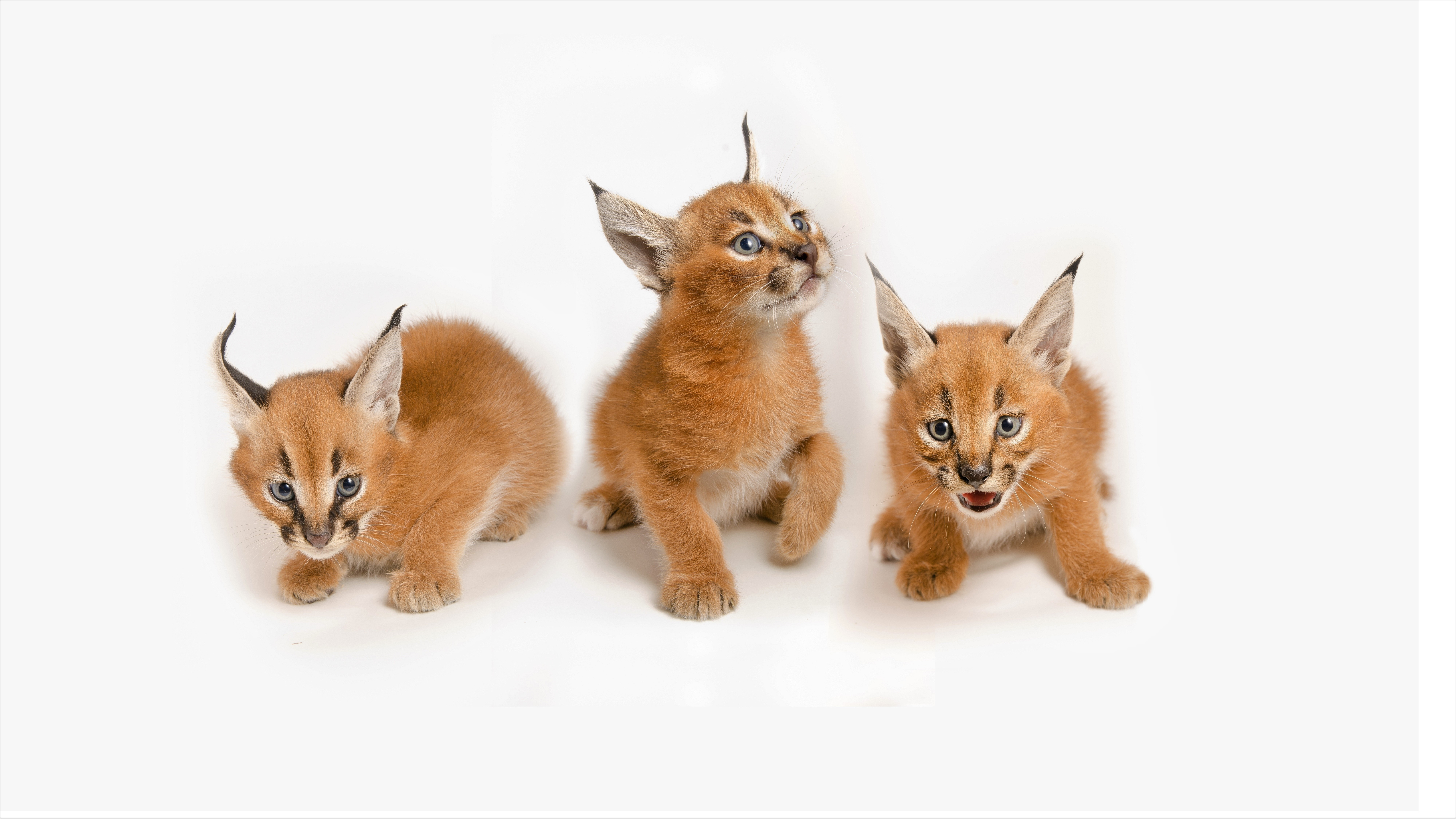 Caracal Wallpapers