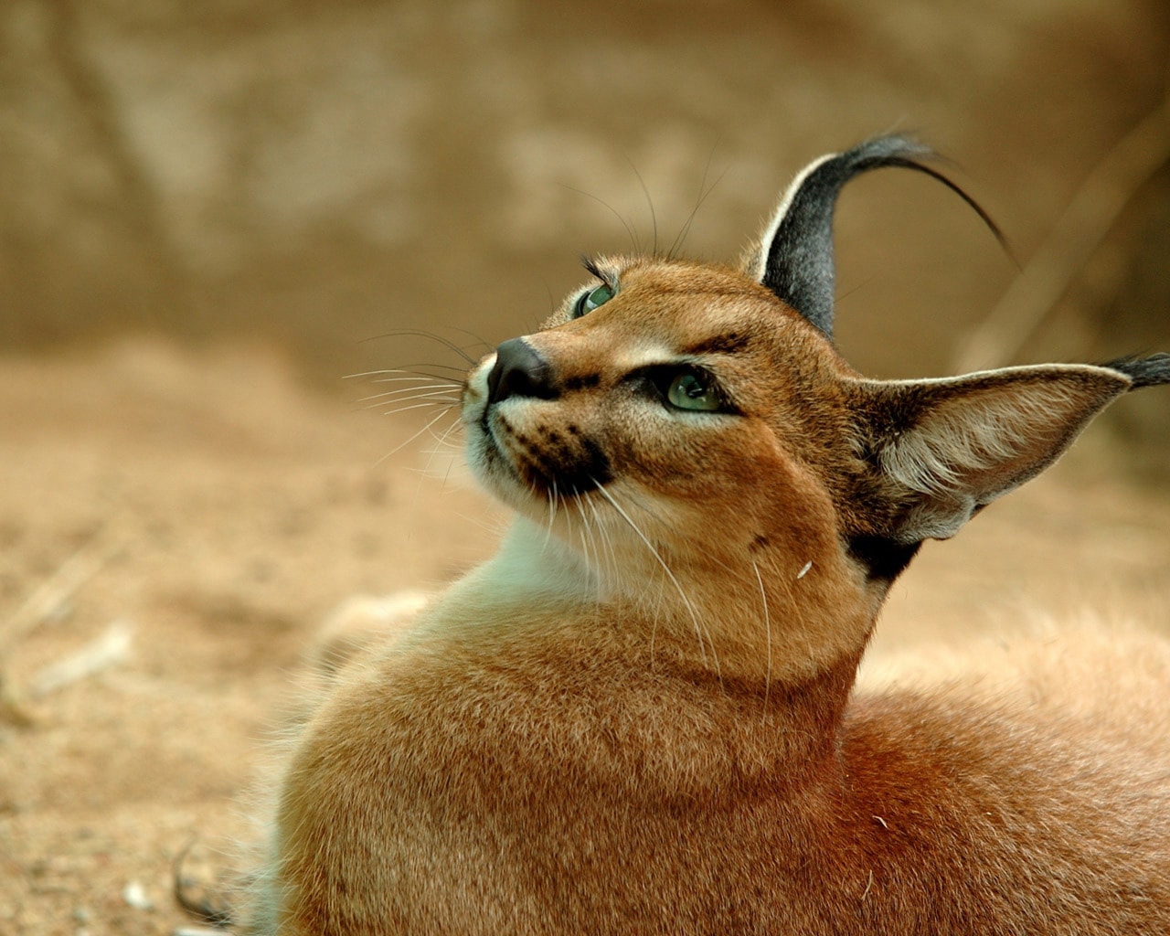 Caracal Wallpapers