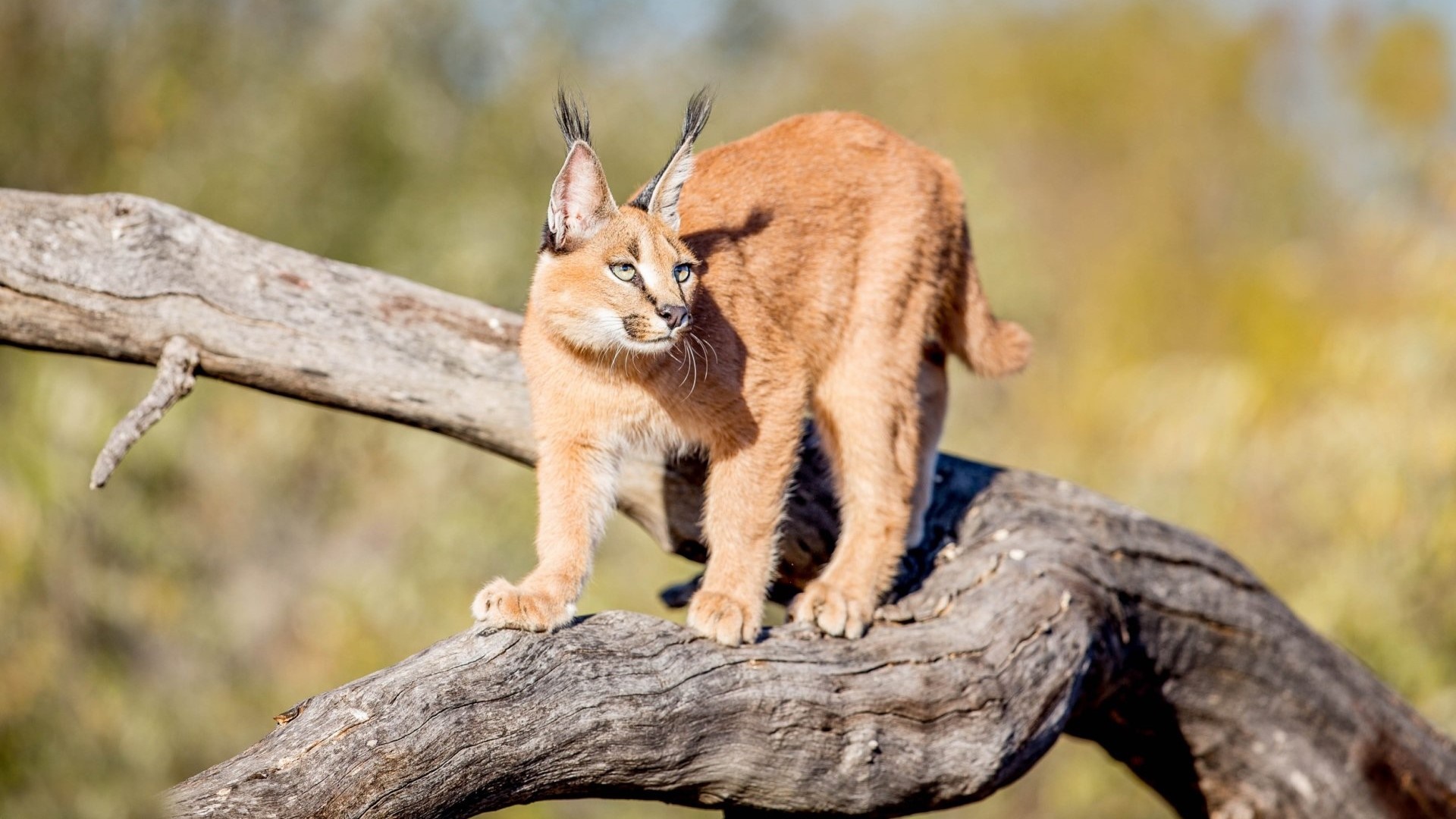 Caracal Wallpapers