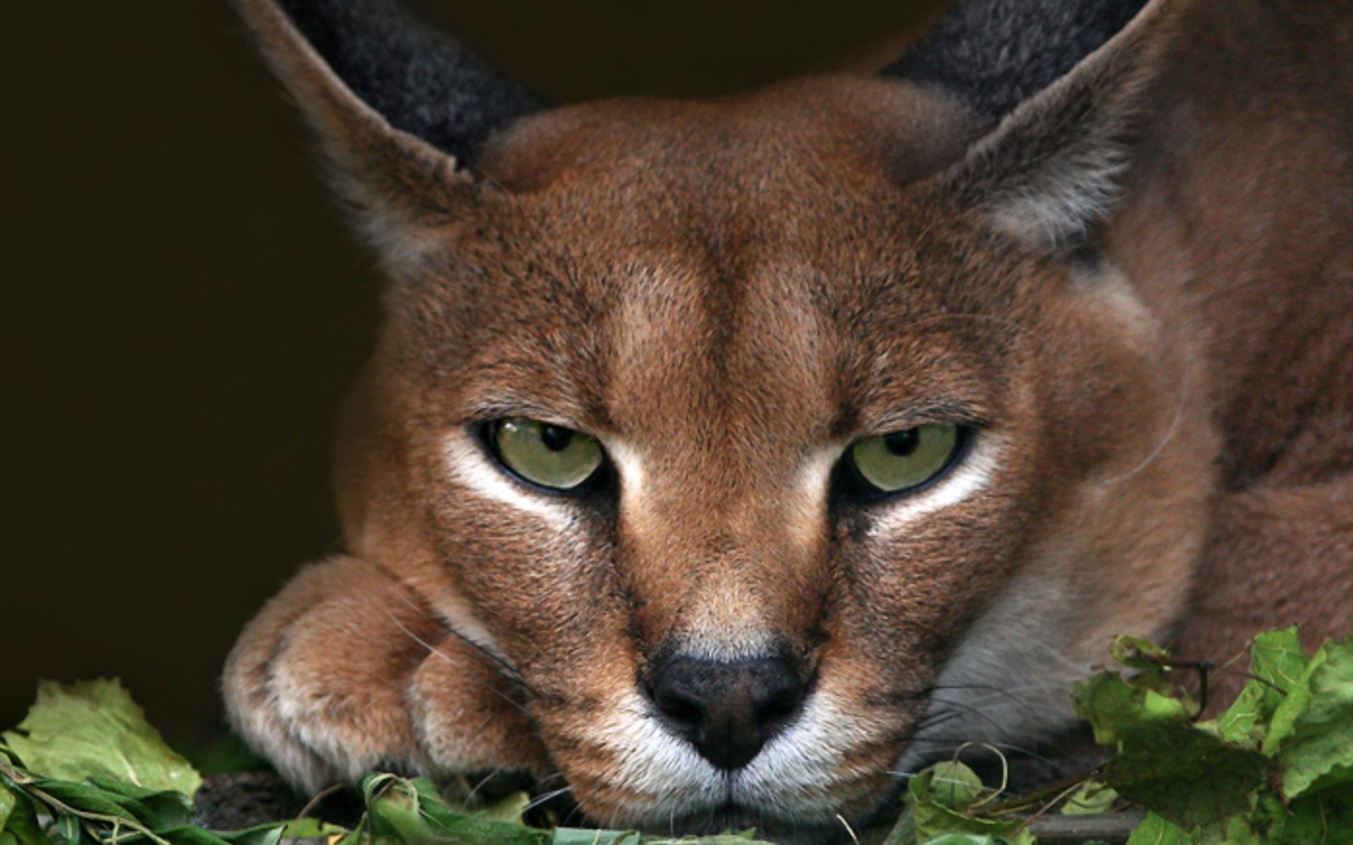 Caracal Wallpapers