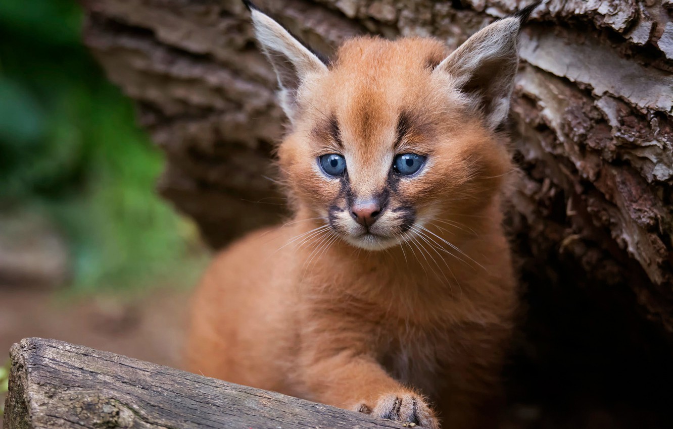 Caracal Wallpapers