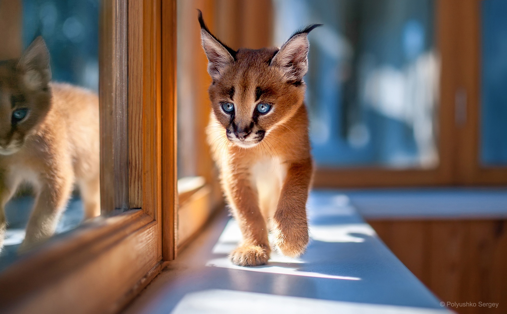 Caracal Wallpapers