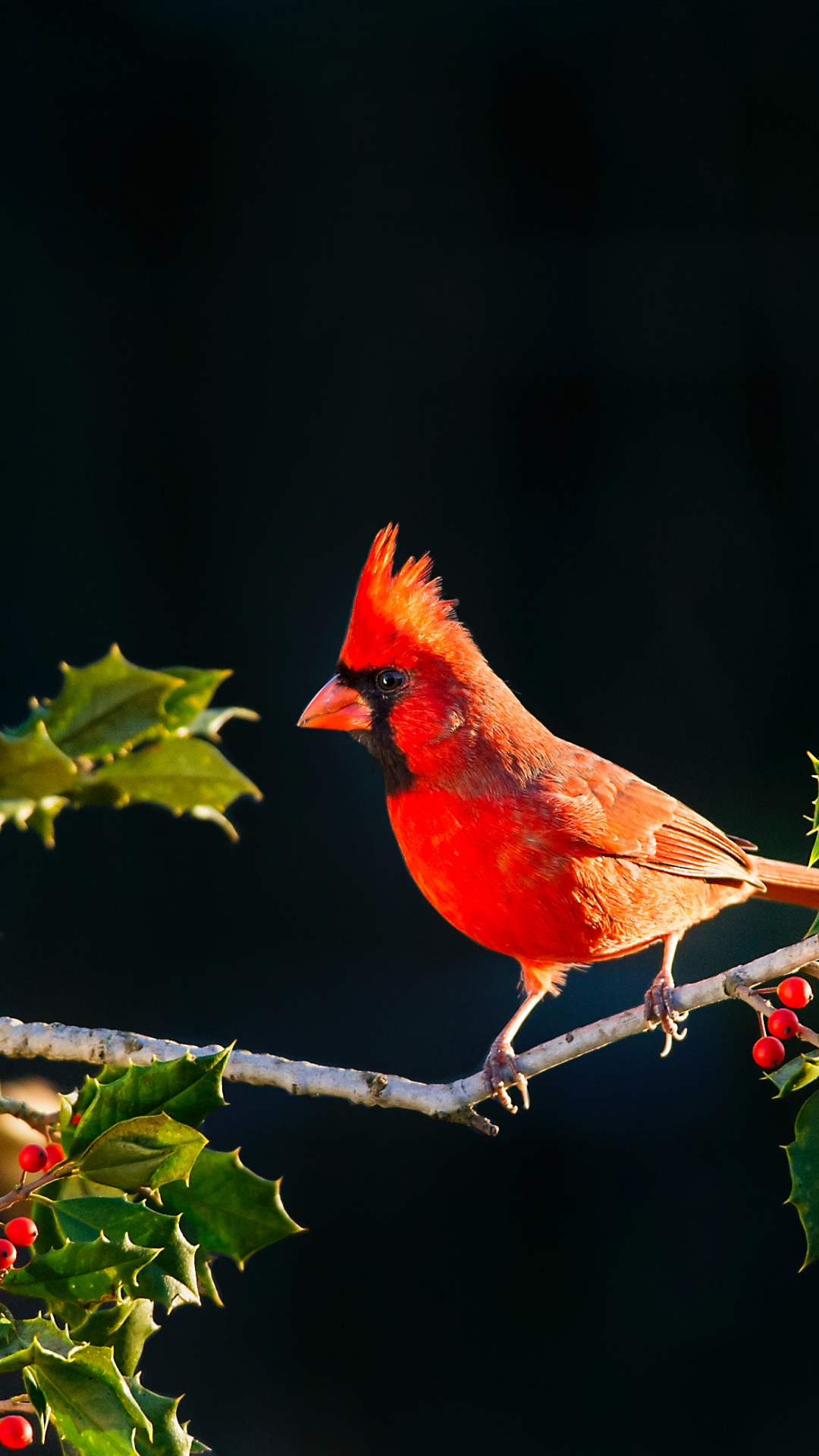 Cardinal Wallpapers