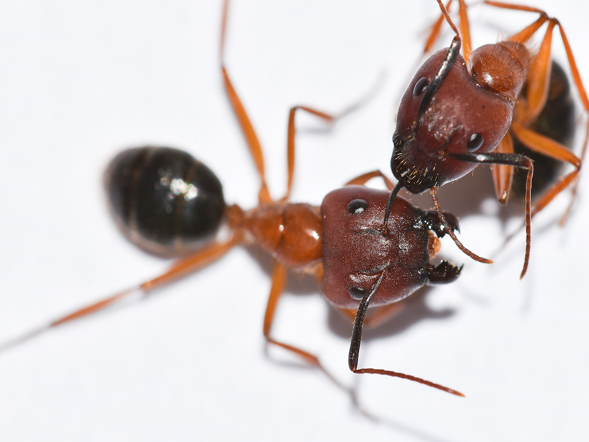 Carpenter Ant Wallpapers