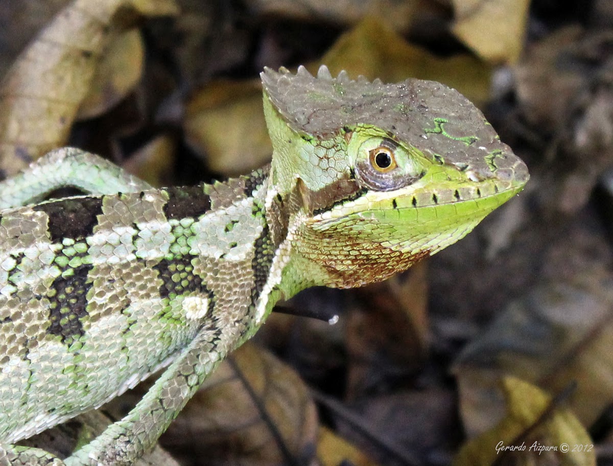 Casquehead Lizard Wallpapers