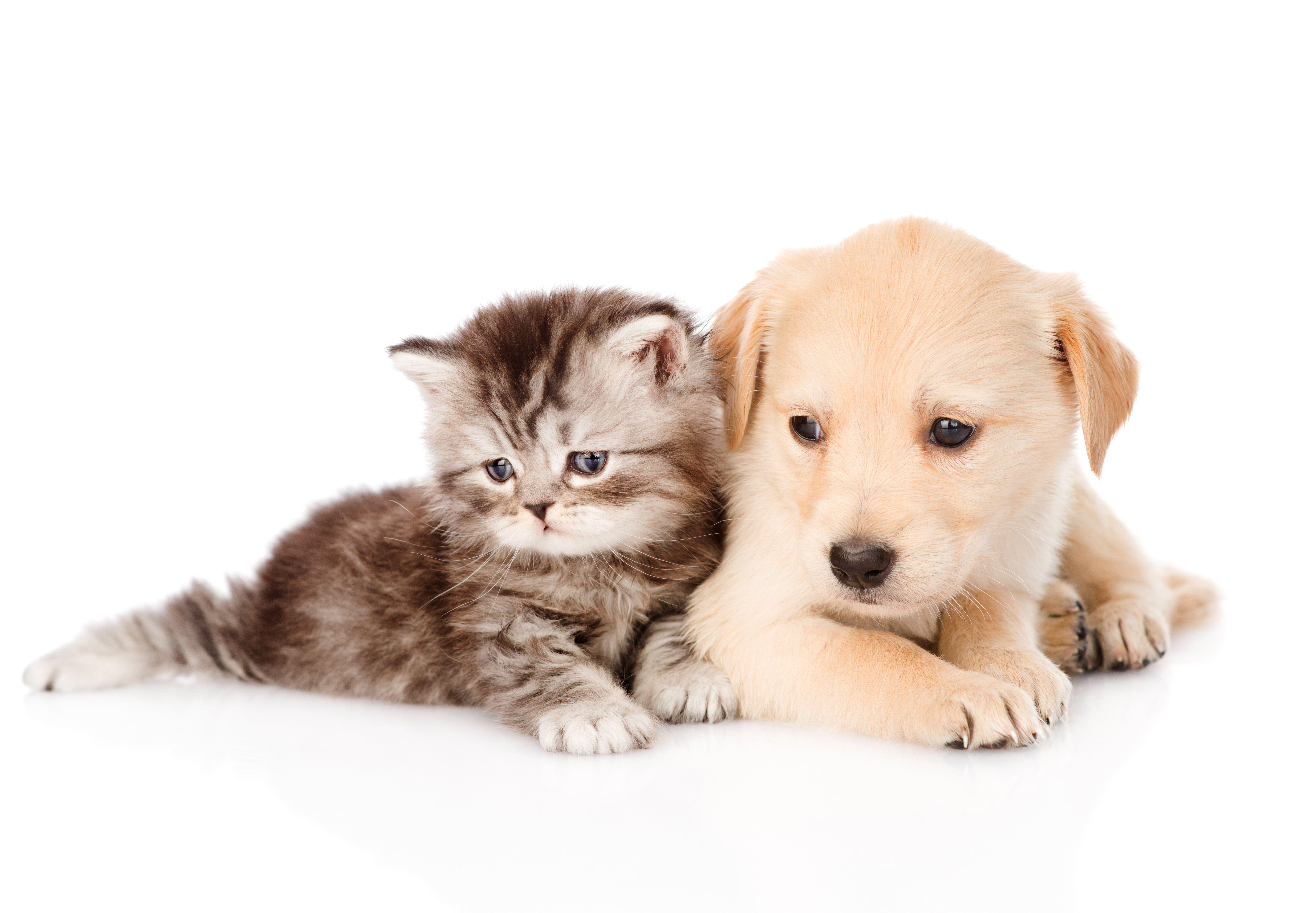 Cat & Dog Wallpapers