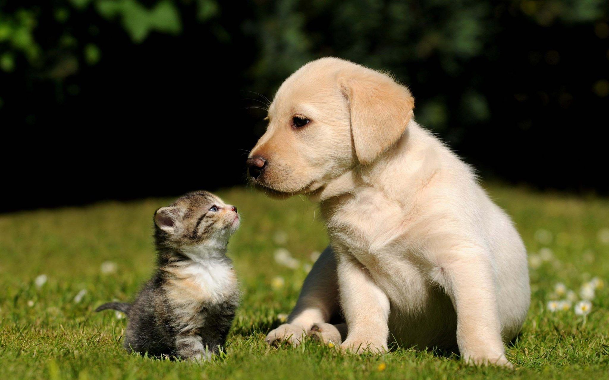 Cat & Dog Wallpapers