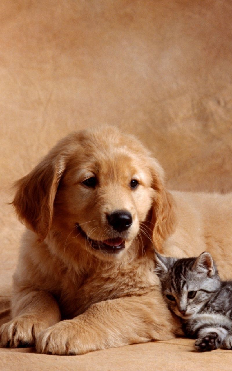 Cat & Dog Wallpapers