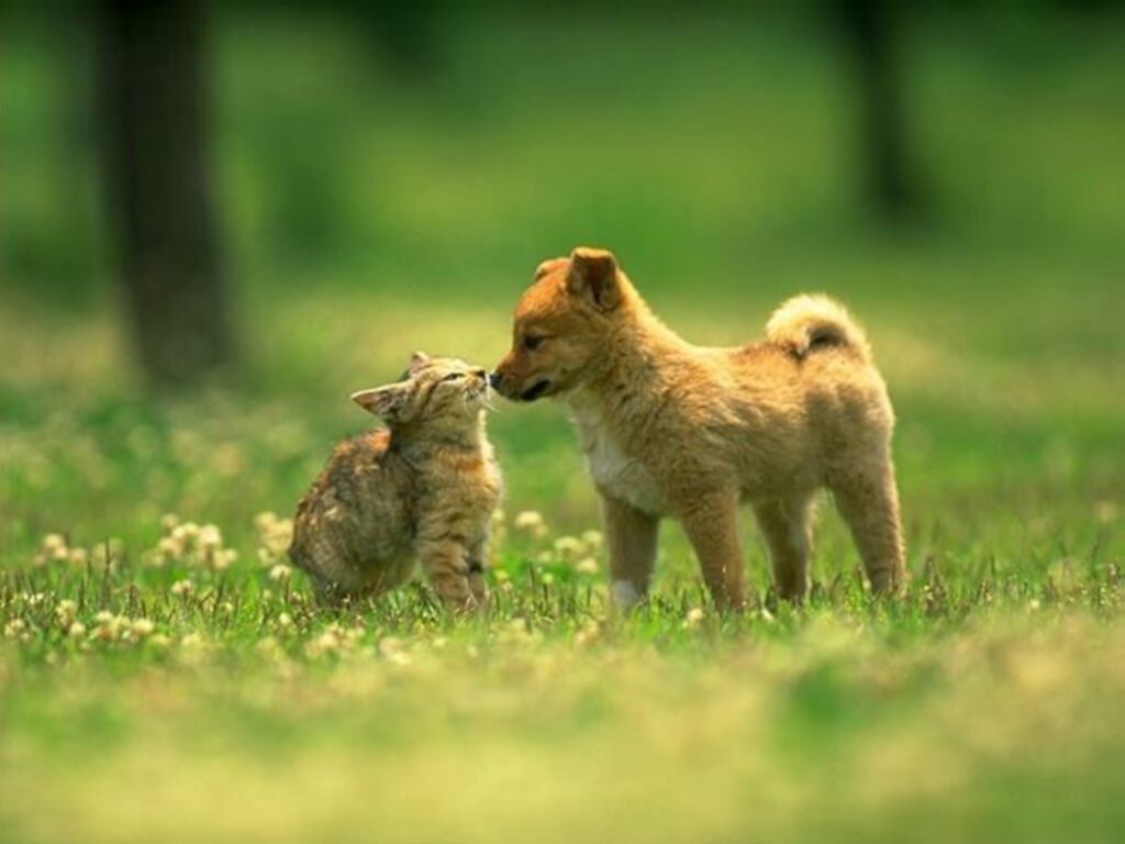 Cat & Dog Wallpapers