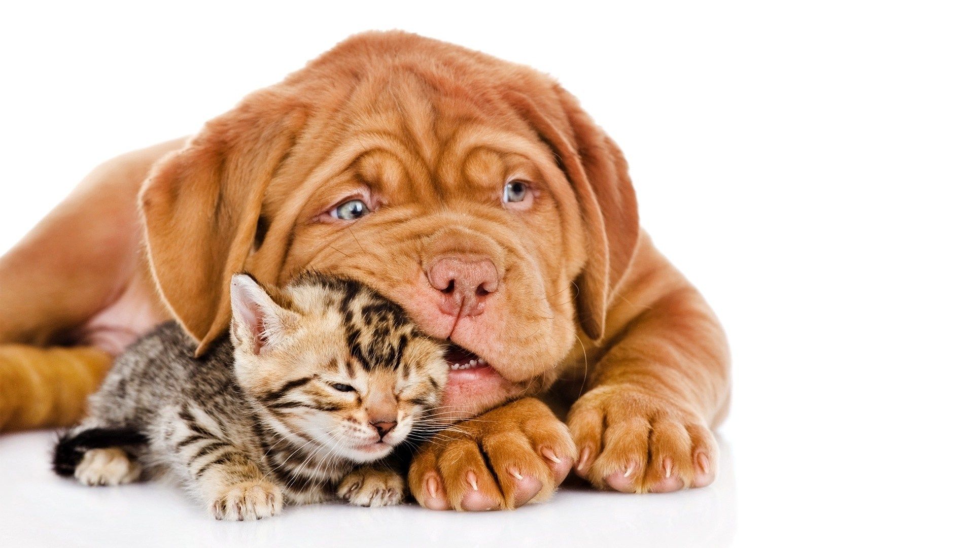 Cat & Dog Wallpapers