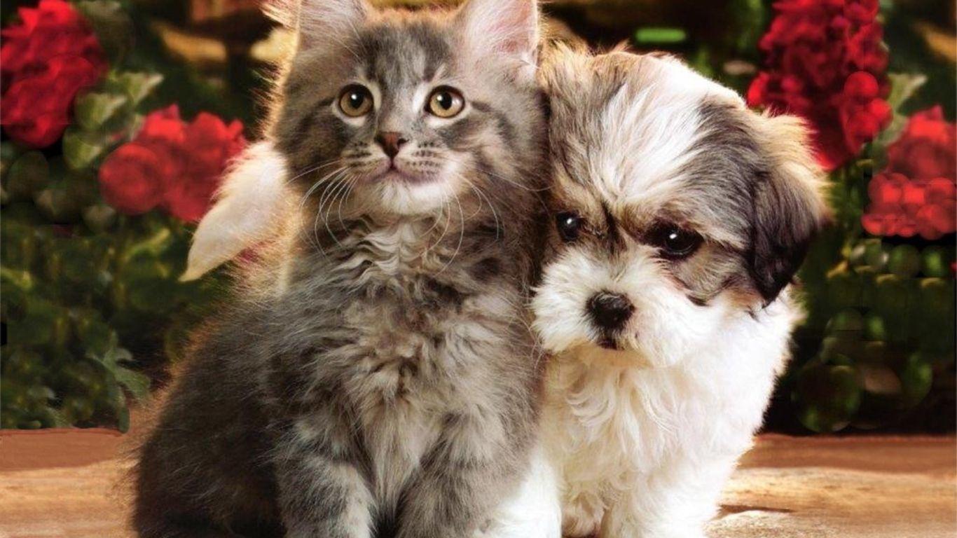 Cat & Dog Wallpapers