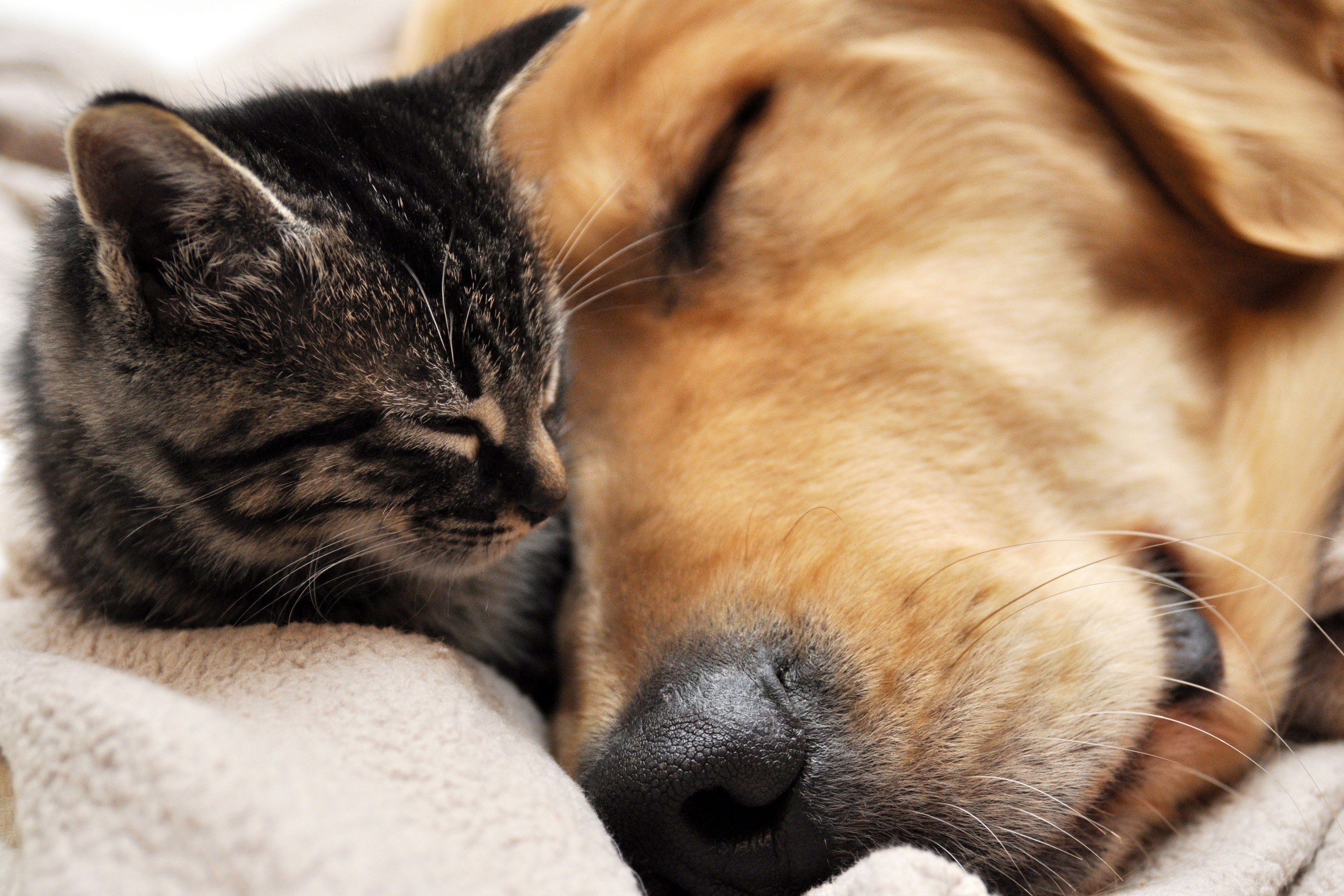 Cat & Dog Wallpapers