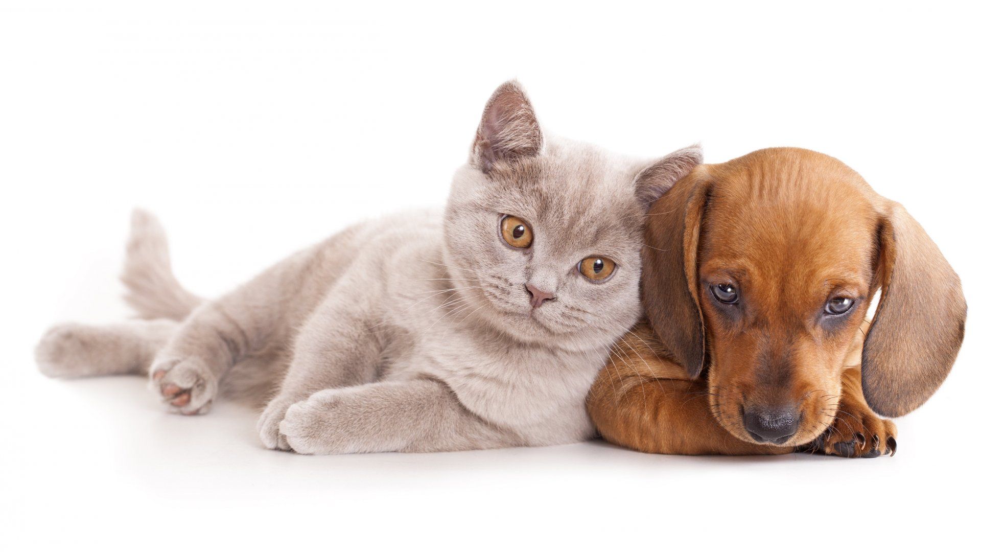 Cat & Dog Wallpapers