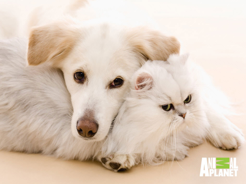 Cat & Dog Wallpapers