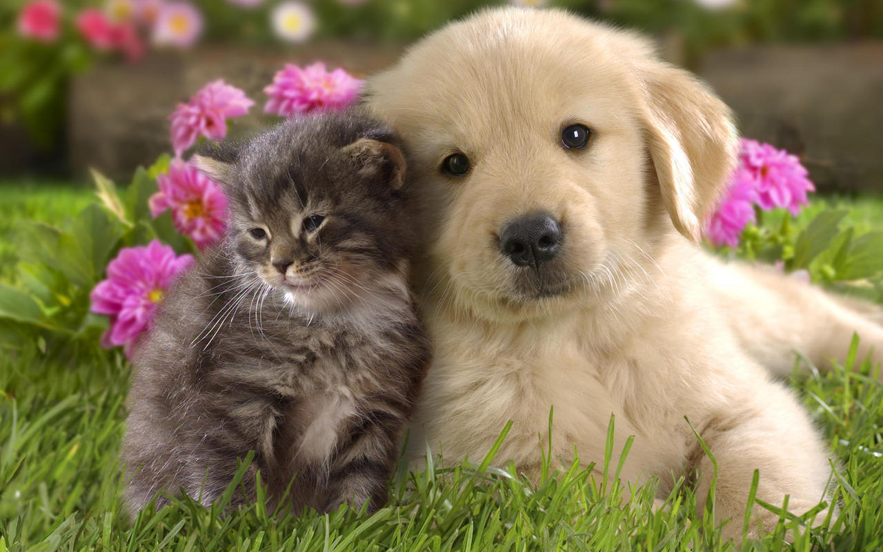 Cat And Dog Wallpapers