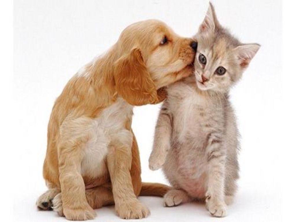 Cat And Dog Wallpapers