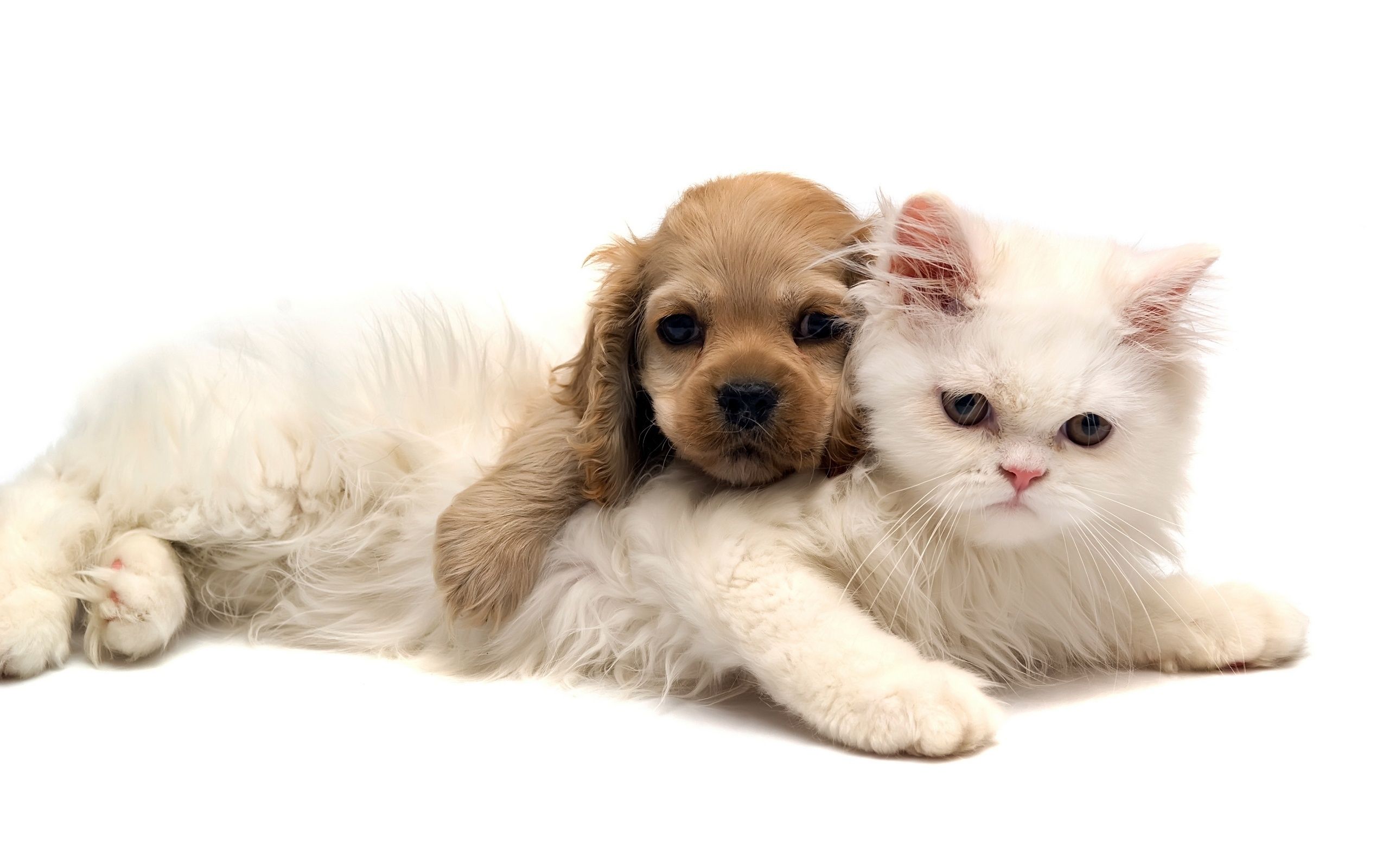 Cat And Dog Wallpapers