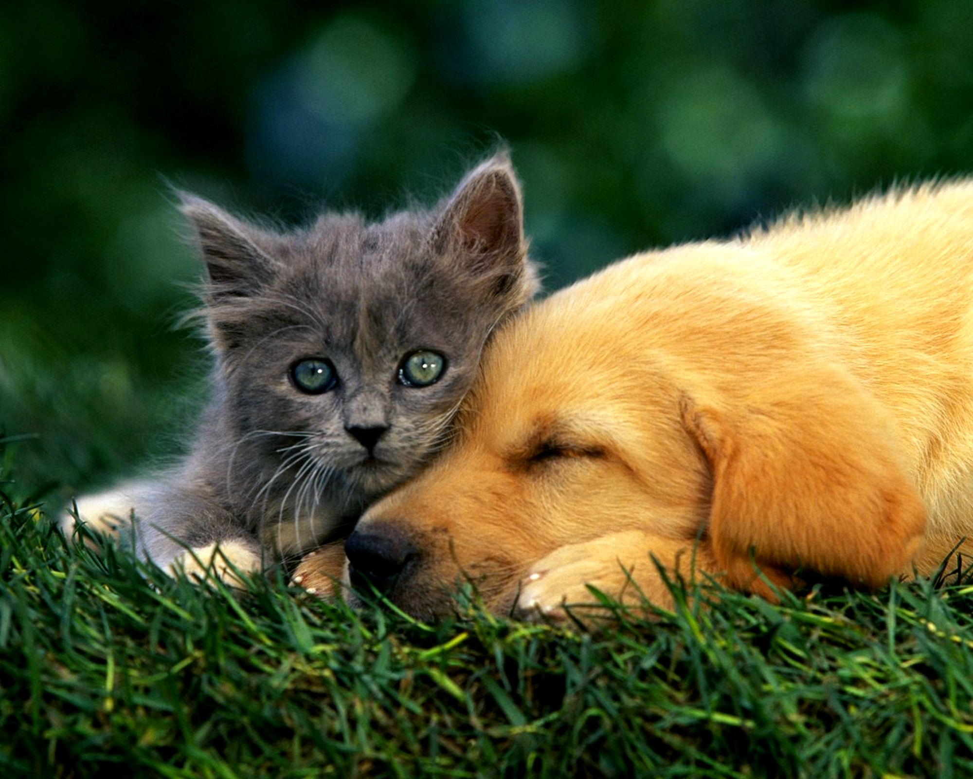 Cat And Dog Wallpapers