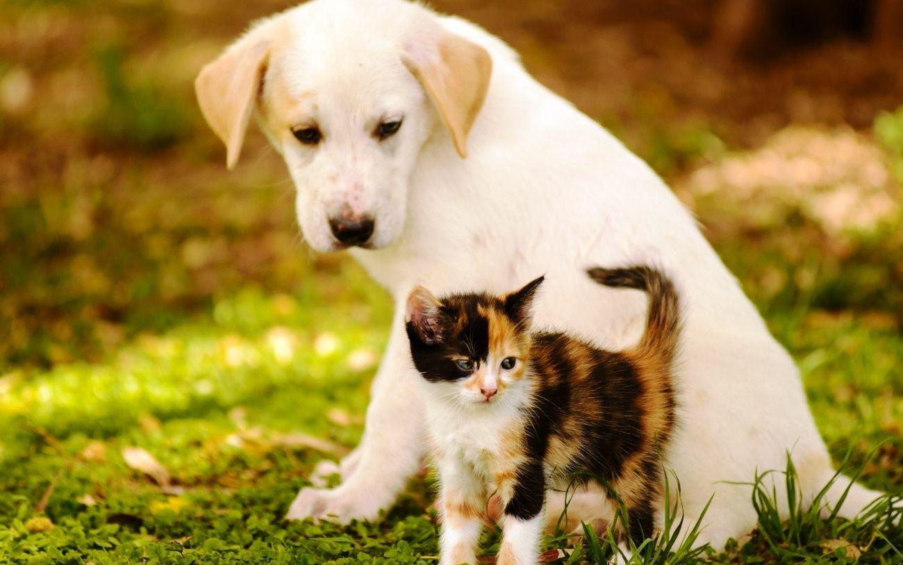 Cat And Dog Wallpapers