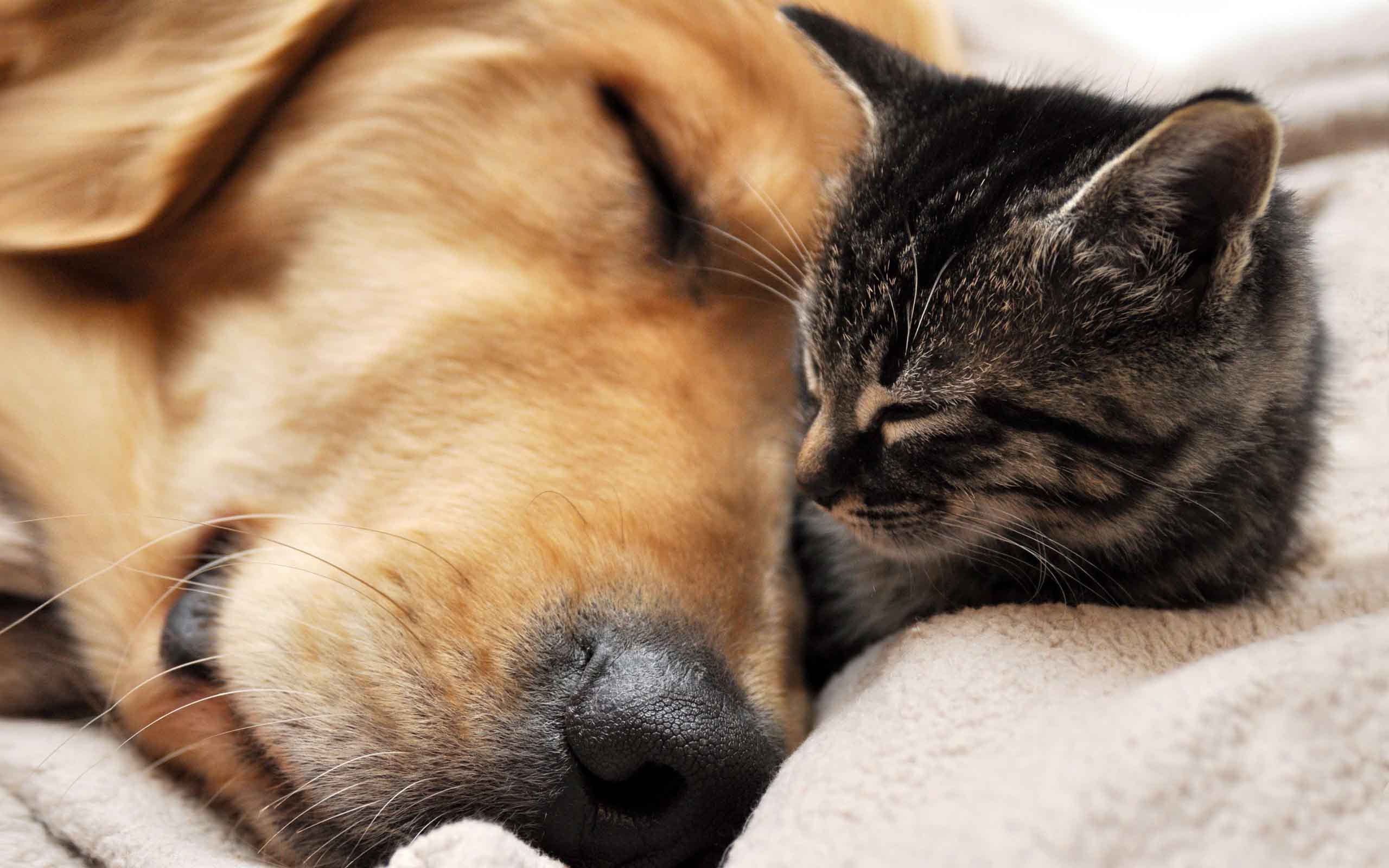 Cat And Dog Wallpapers