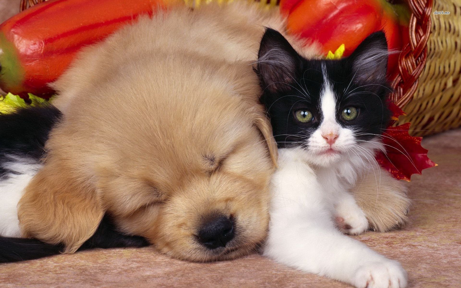 Cat And Dog Wallpapers