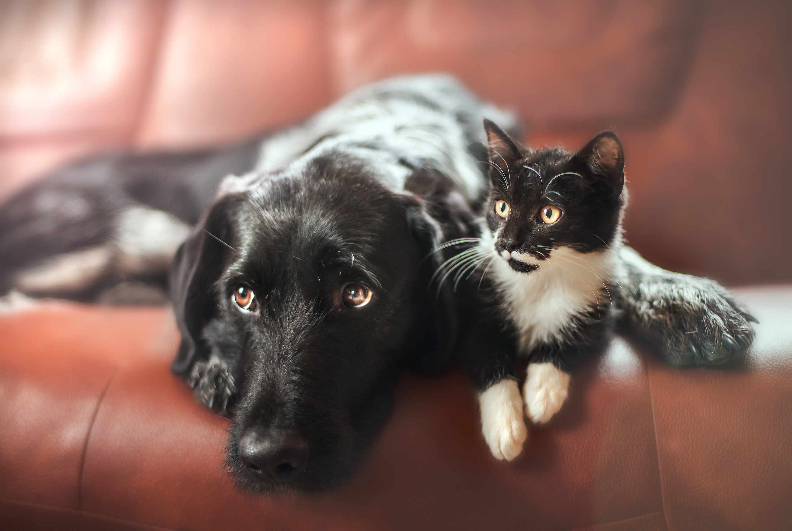 Cat And Dog Wallpapers