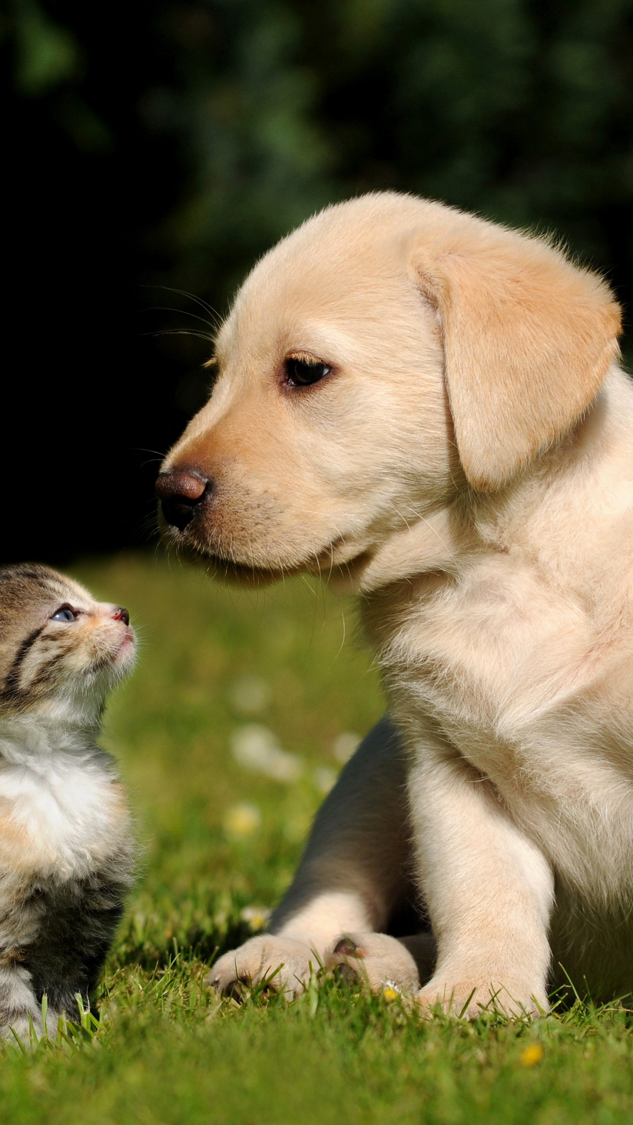 Cat And Dog Wallpapers