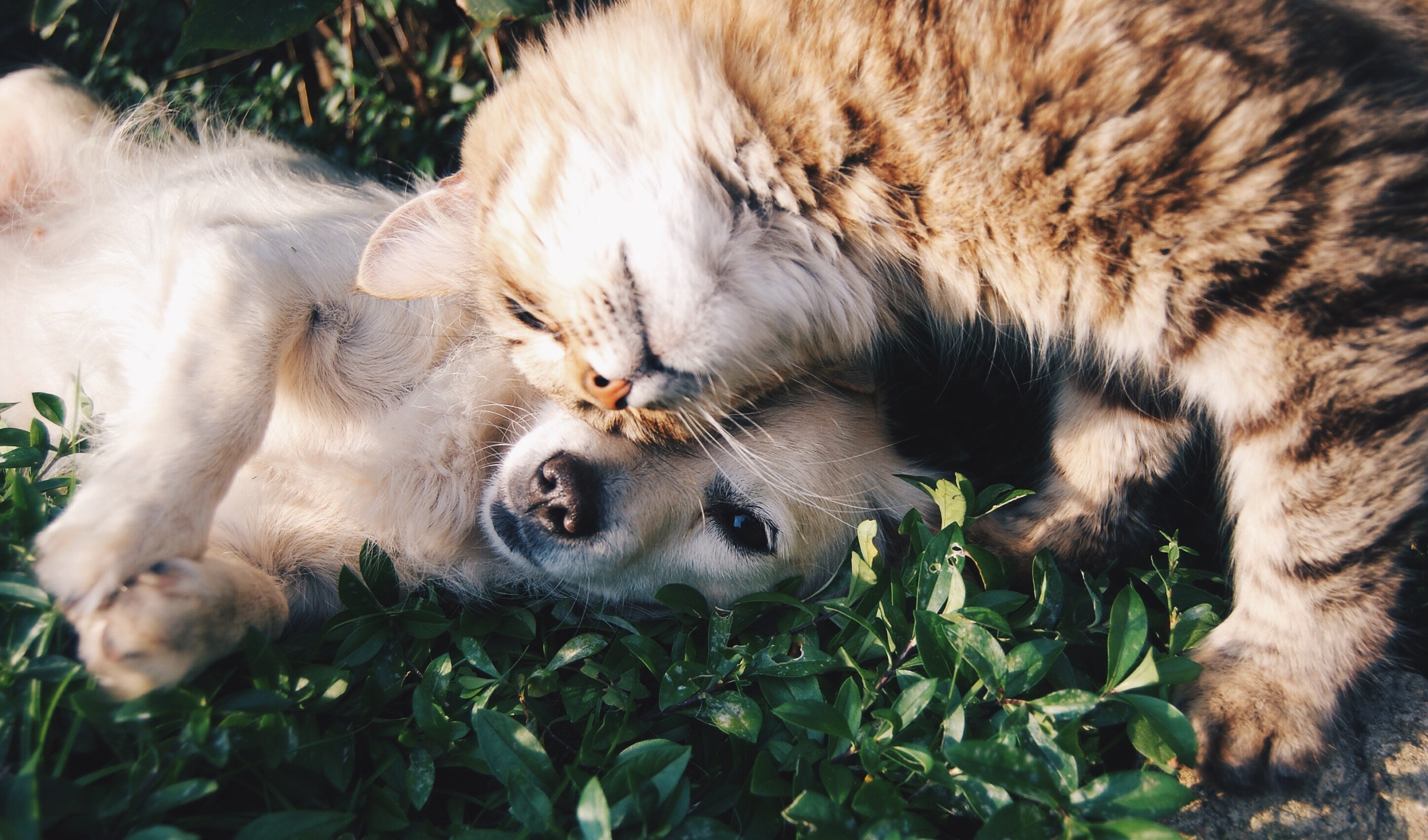 Cat And Dog Wallpapers