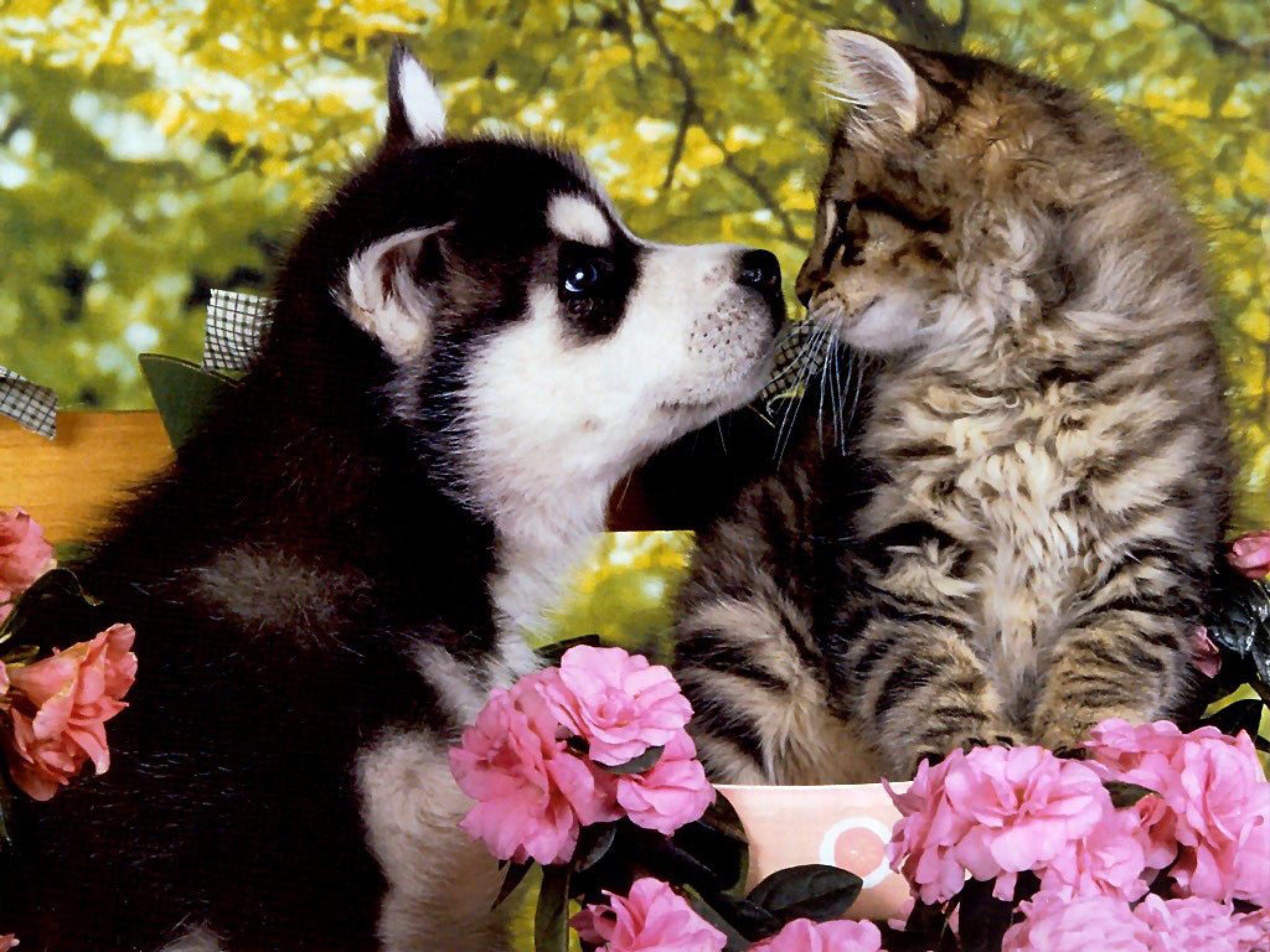 Cat And Dog Wallpapers