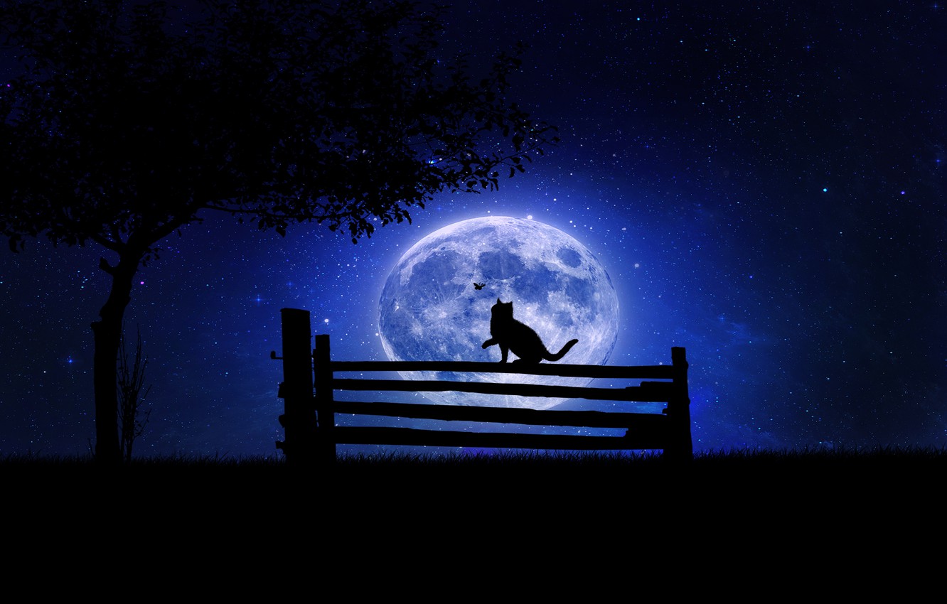 Cat And Moon Wallpapers