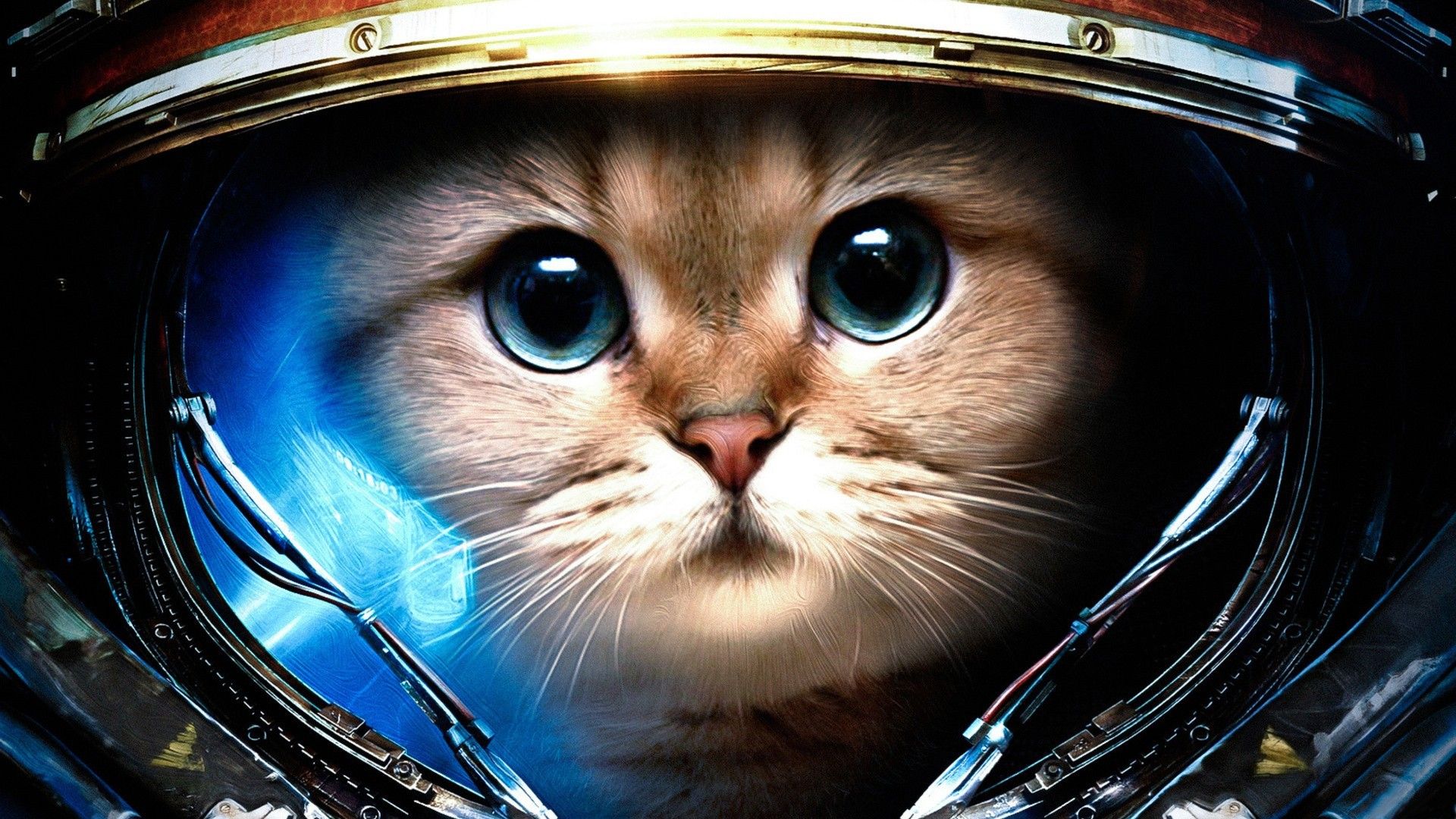 Cat Astronaut Wallpapers