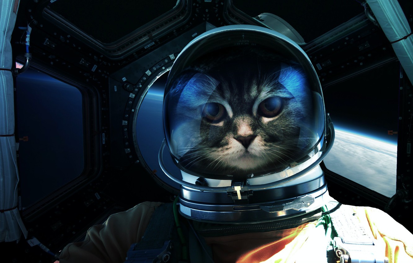 Cat Astronaut Wallpapers