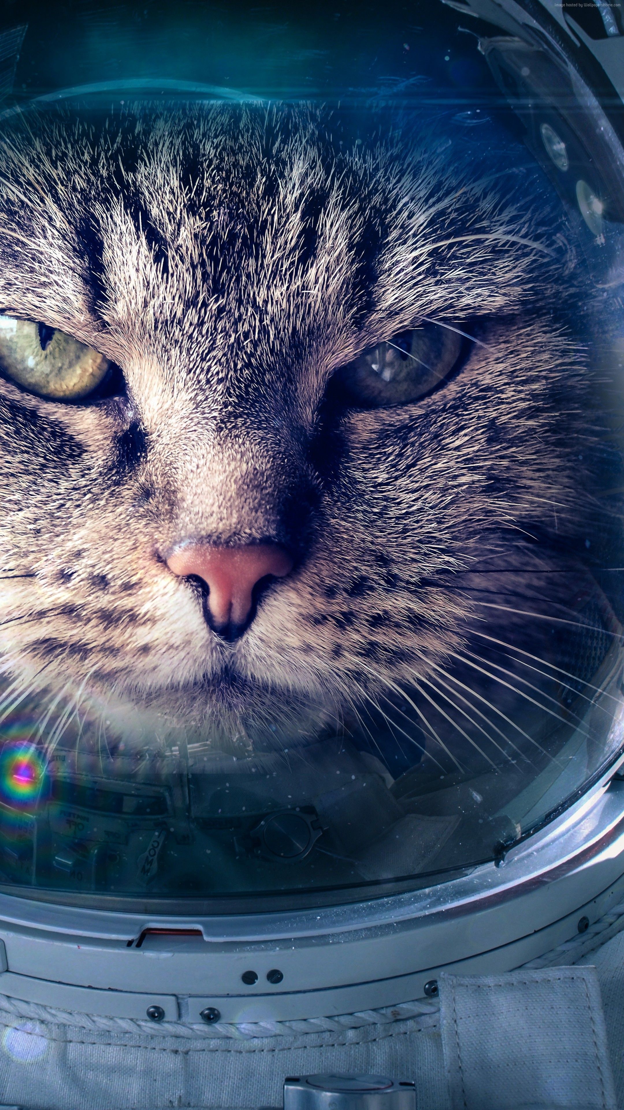 Cat Astronaut Wallpapers