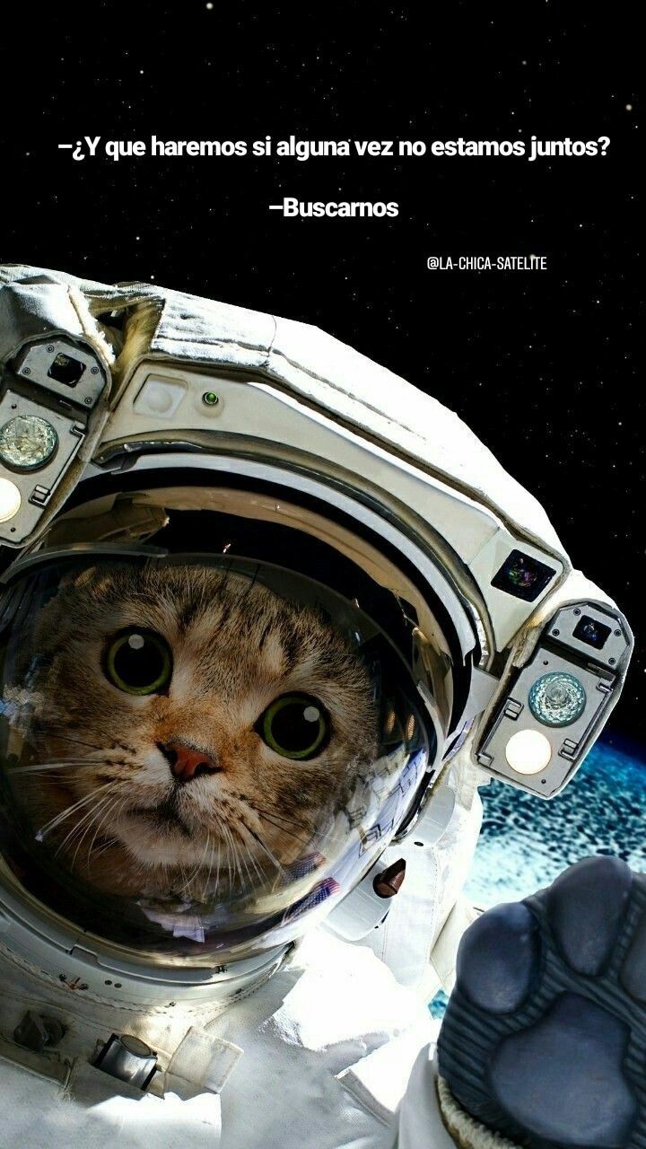 Cat Astronaut Wallpapers