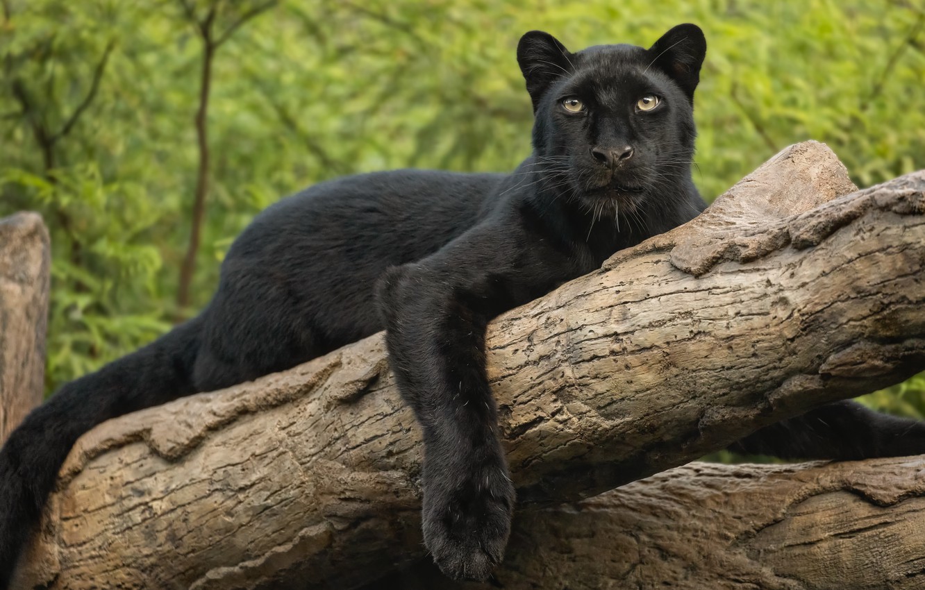 Cat Black Panther Wallpapers