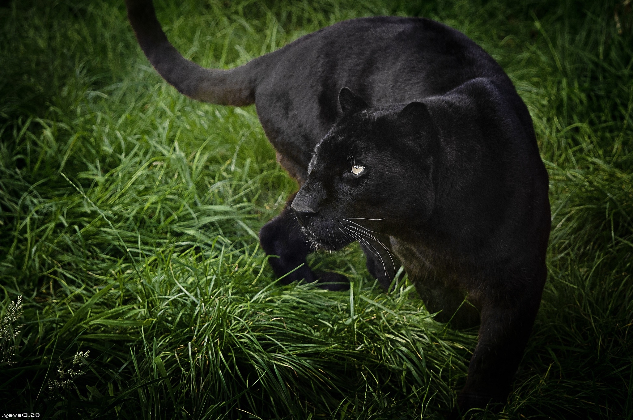 Cat Black Panther Wallpapers