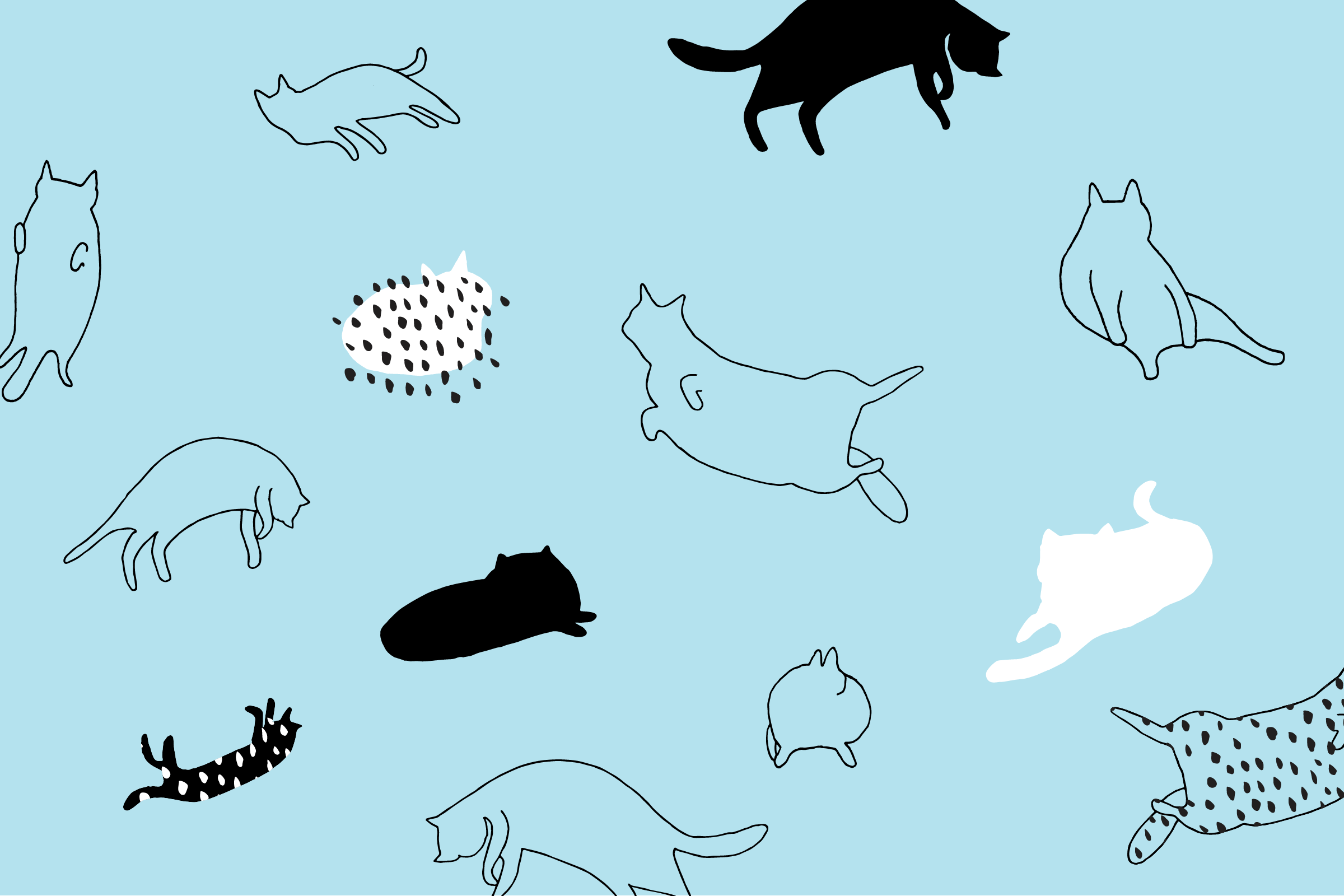 Cat Desktop Wallpapers