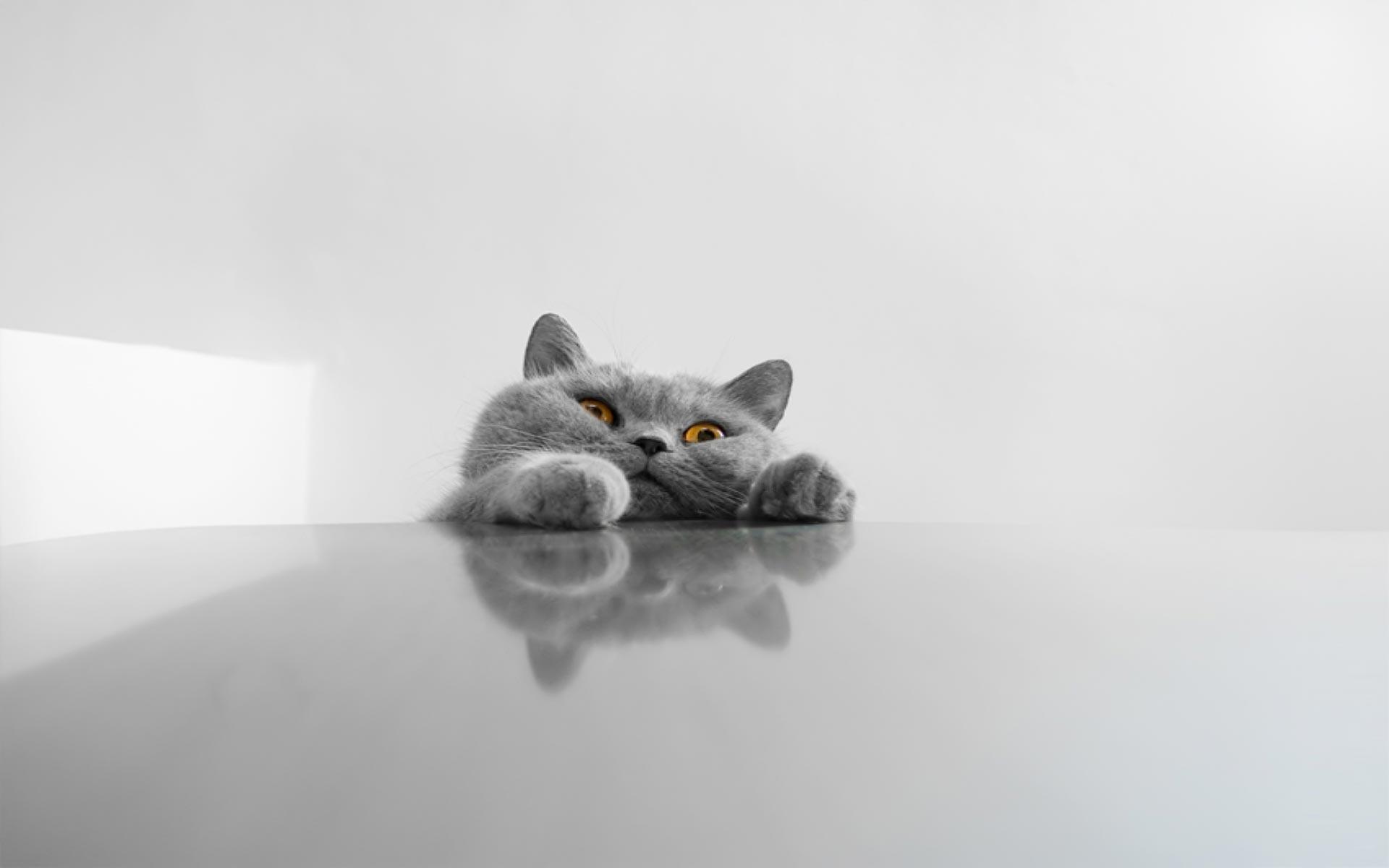 Cat Desktop Wallpapers