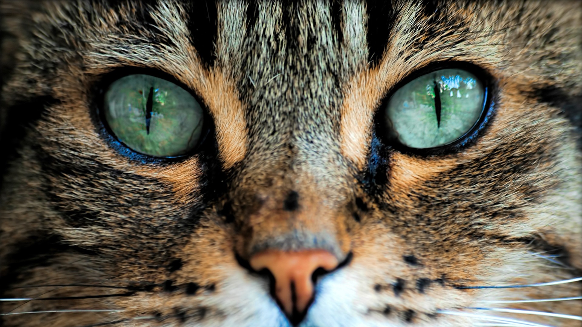 Cat Eye Wallpapers