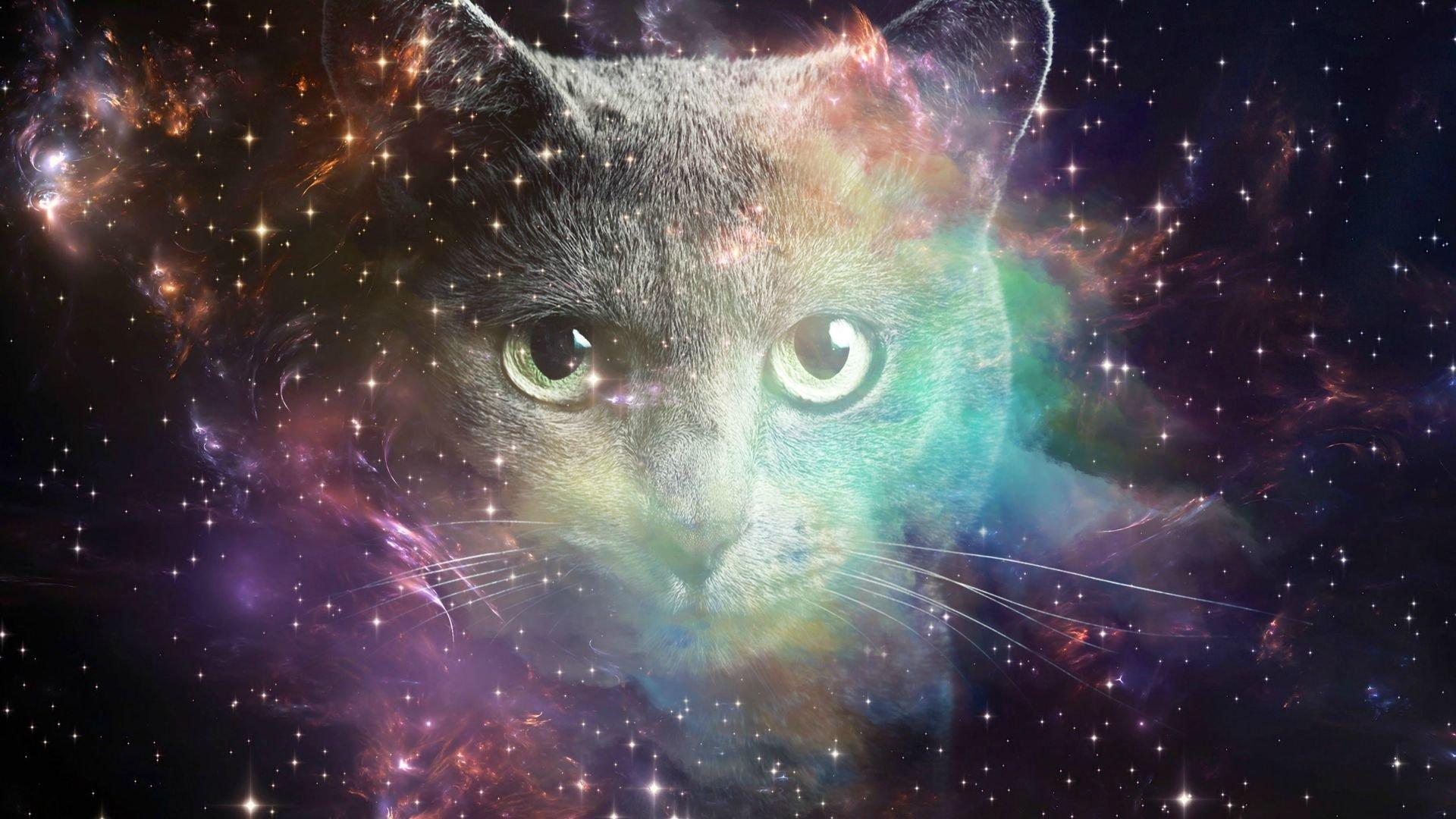 Cat Galaxy Wallpapers