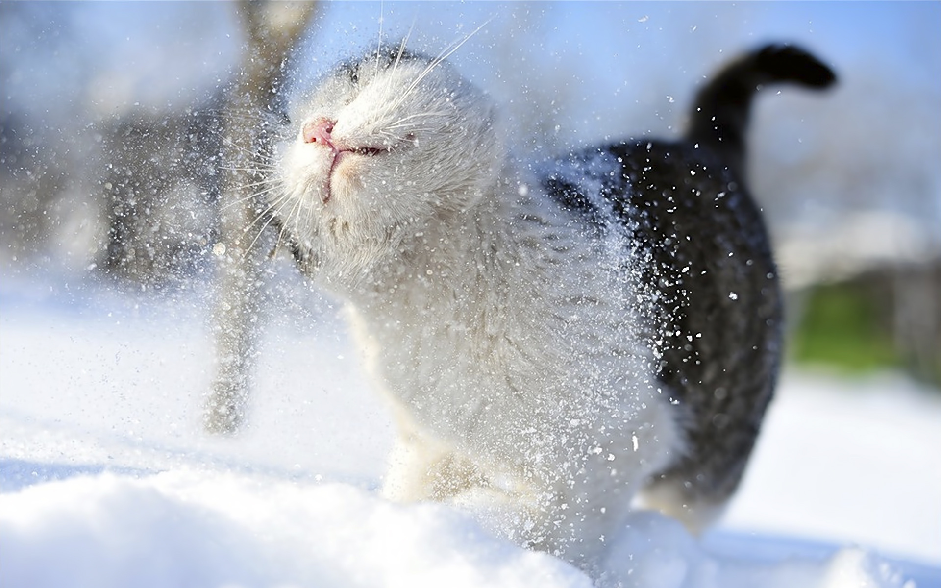 Cat In Snow Desktop Wallpapers