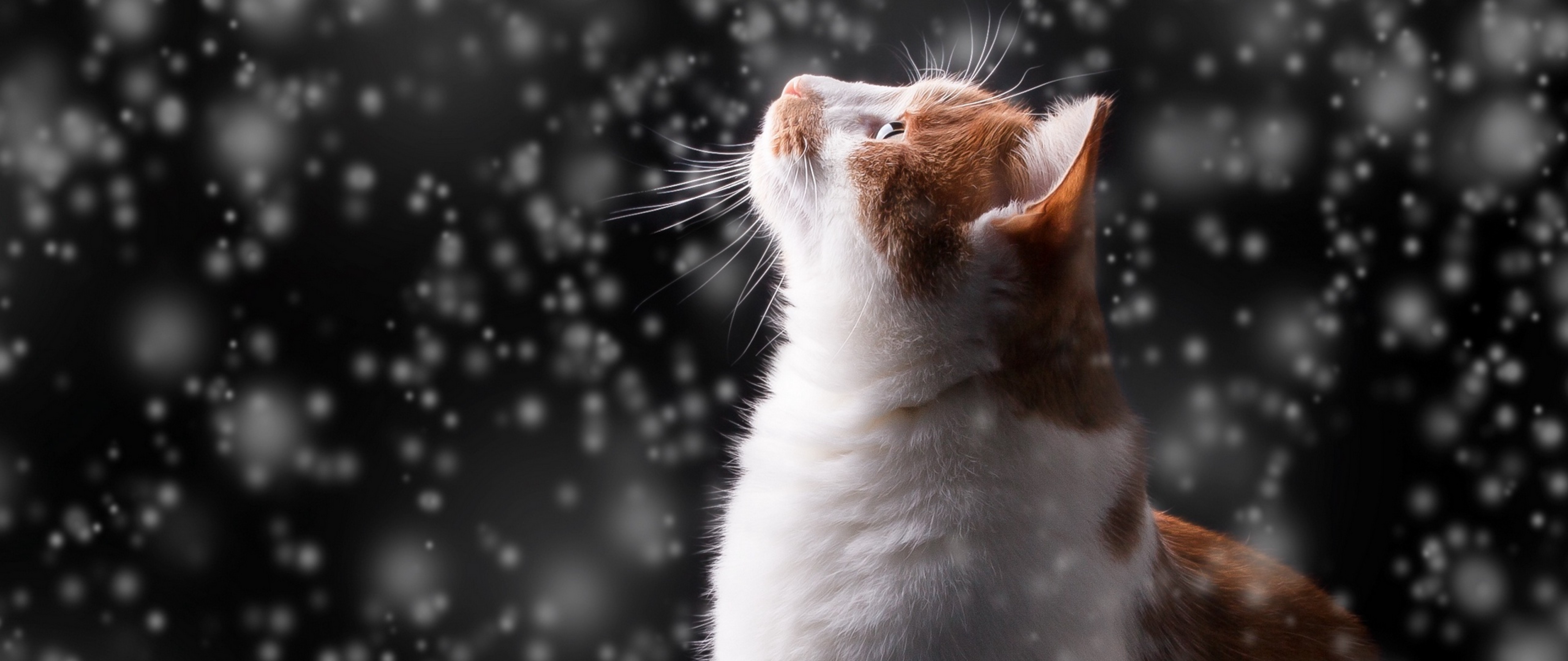 Cat In Snow Desktop Wallpapers