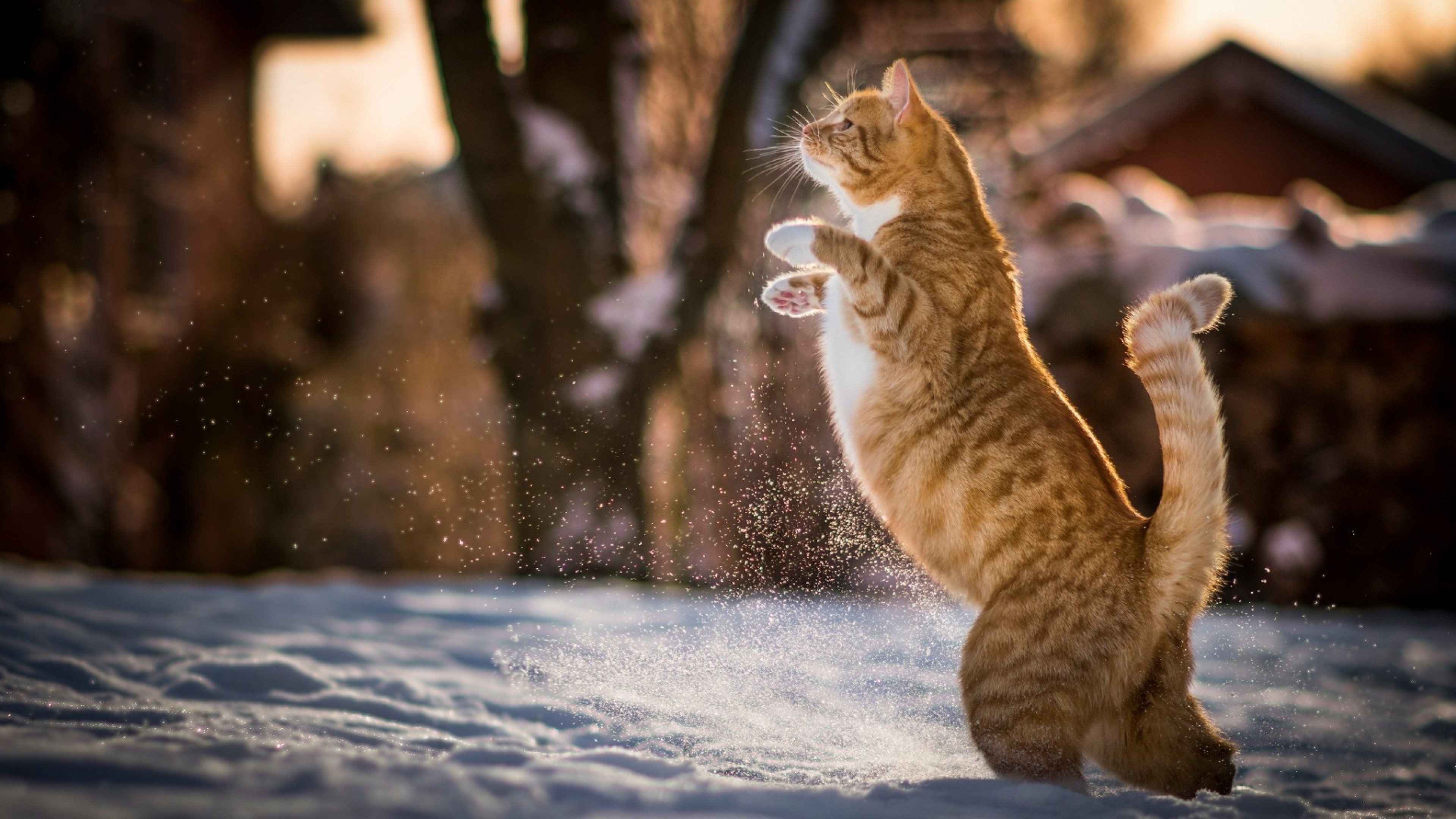 Cat In Snow Desktop Wallpapers