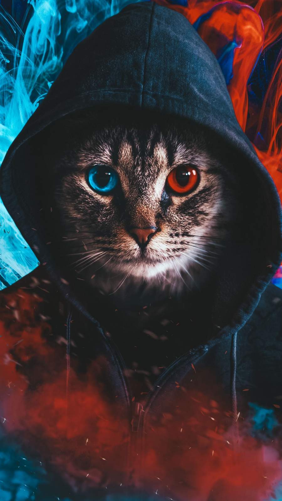 Cat Iphone Wallpapers