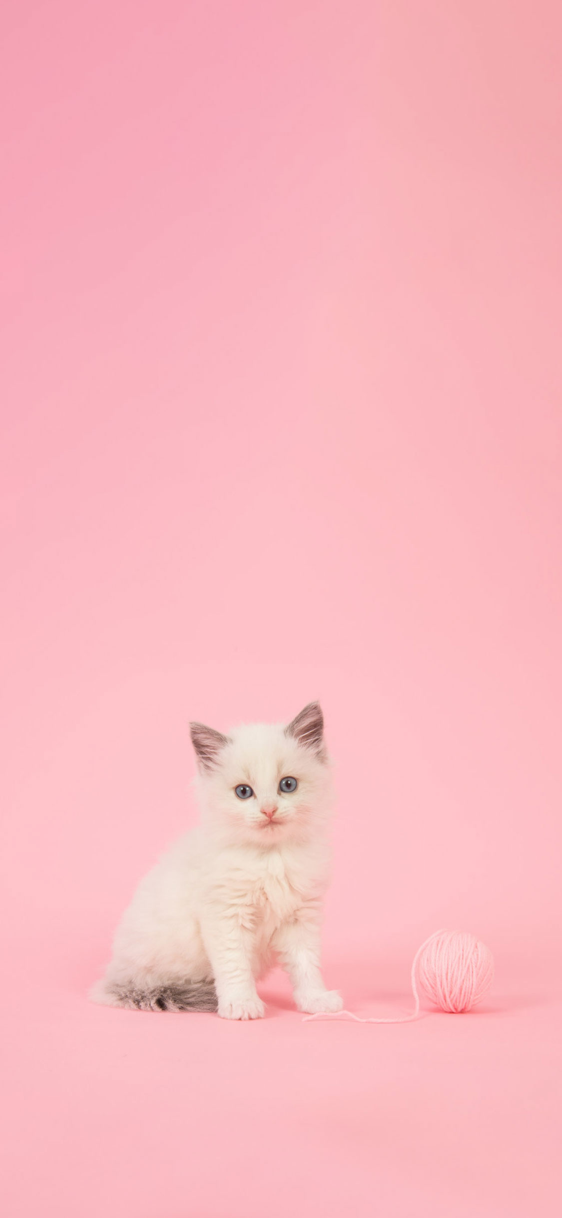 Cat Iphone Wallpapers